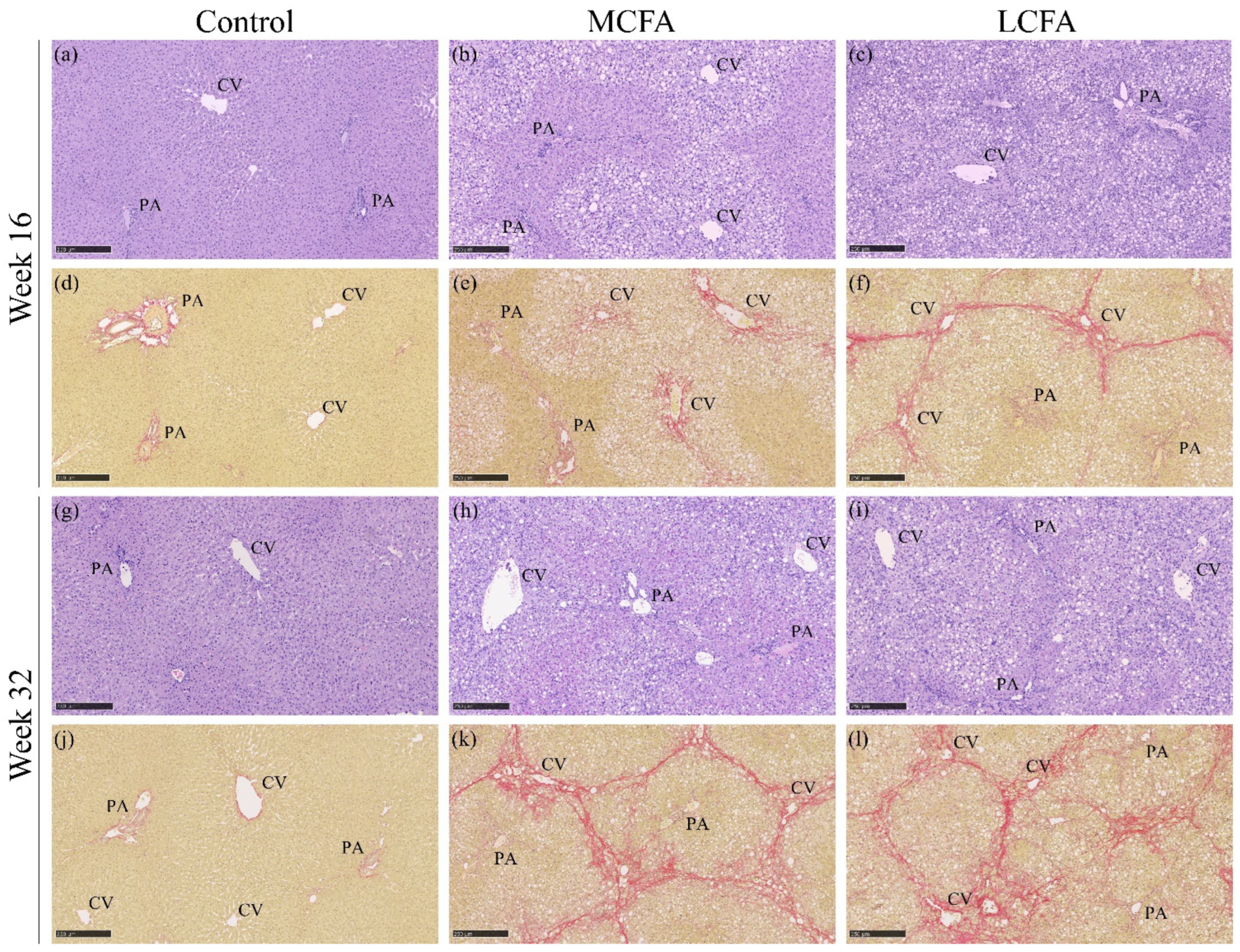 Nutrients 15 02445 g007 Nutrients 15 02445 g007