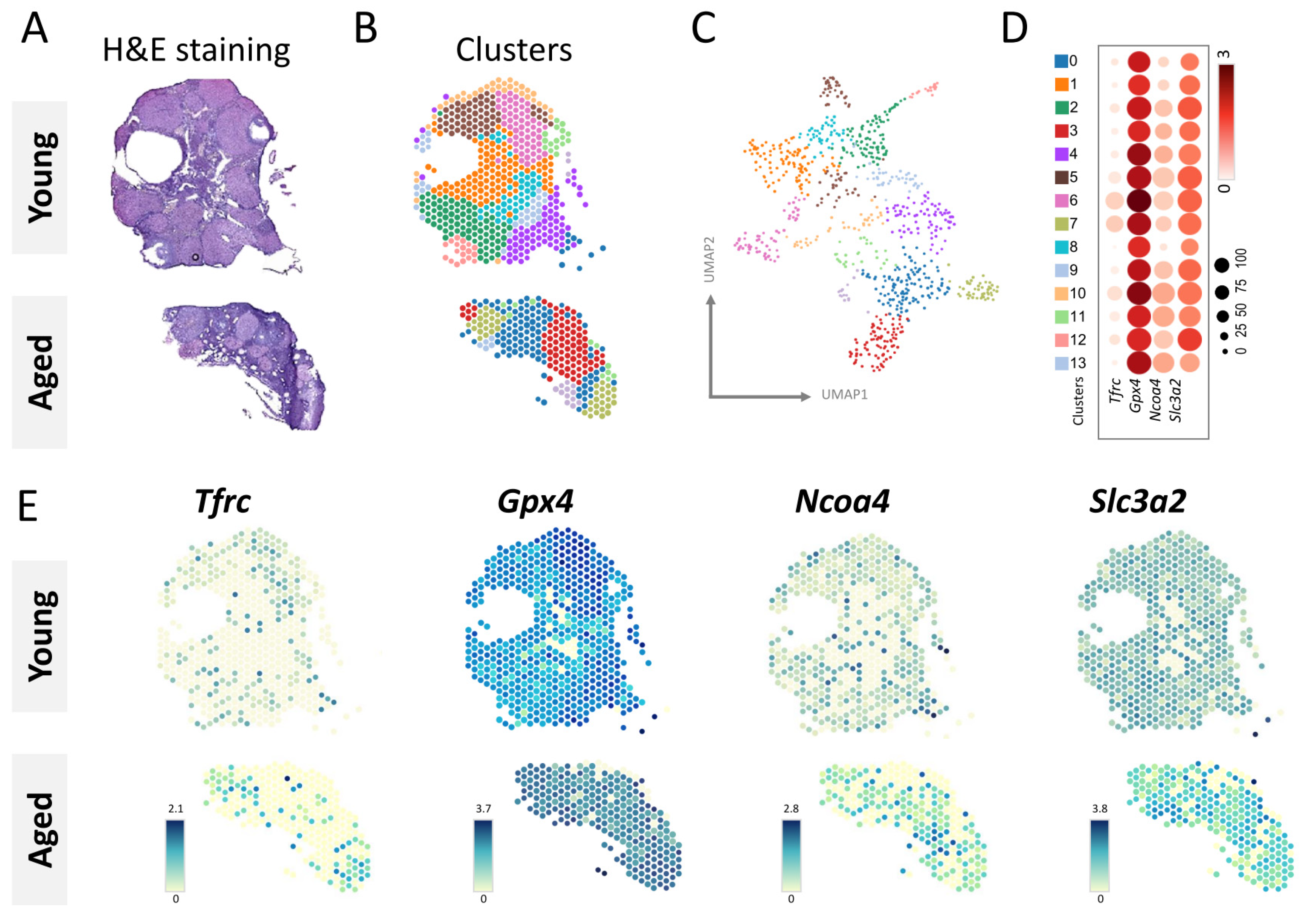 Nutrients 15 02461 g003 Nutrients 15 02461 g003