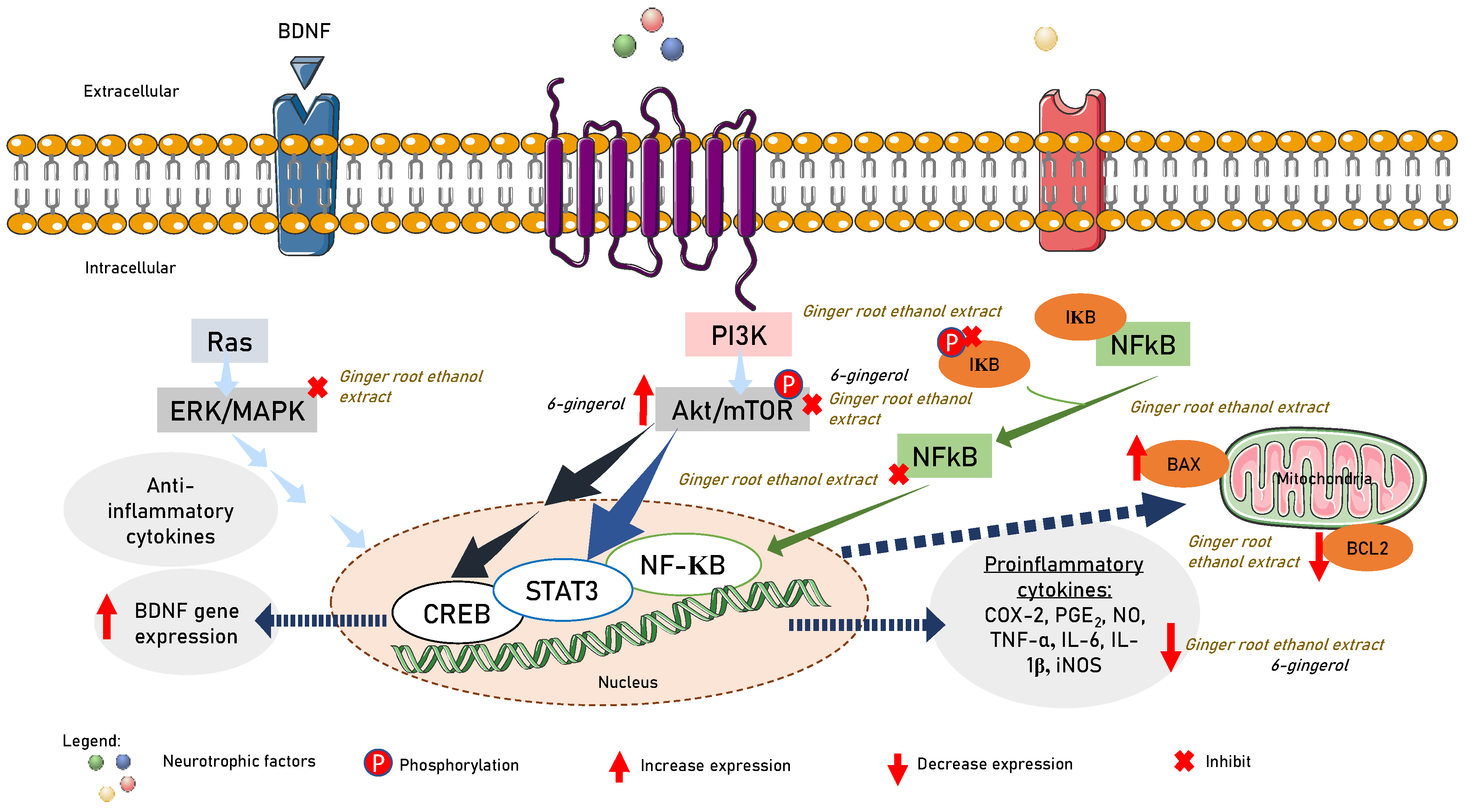 Nutrients 15 02564 g003 Nutrients 15 02564 g003