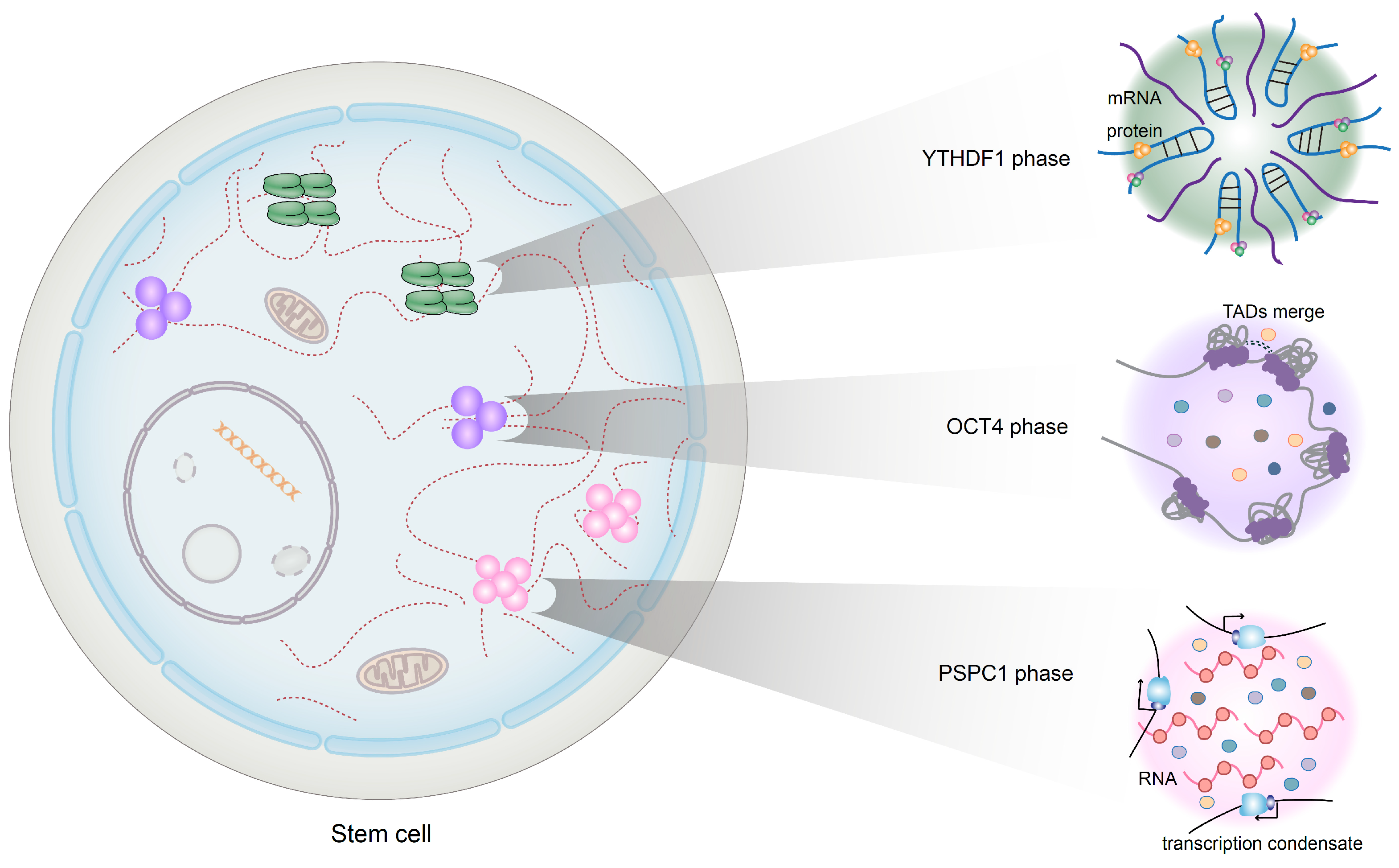 Nutrients 15 02605 g003 Nutrients 15 02605 g003