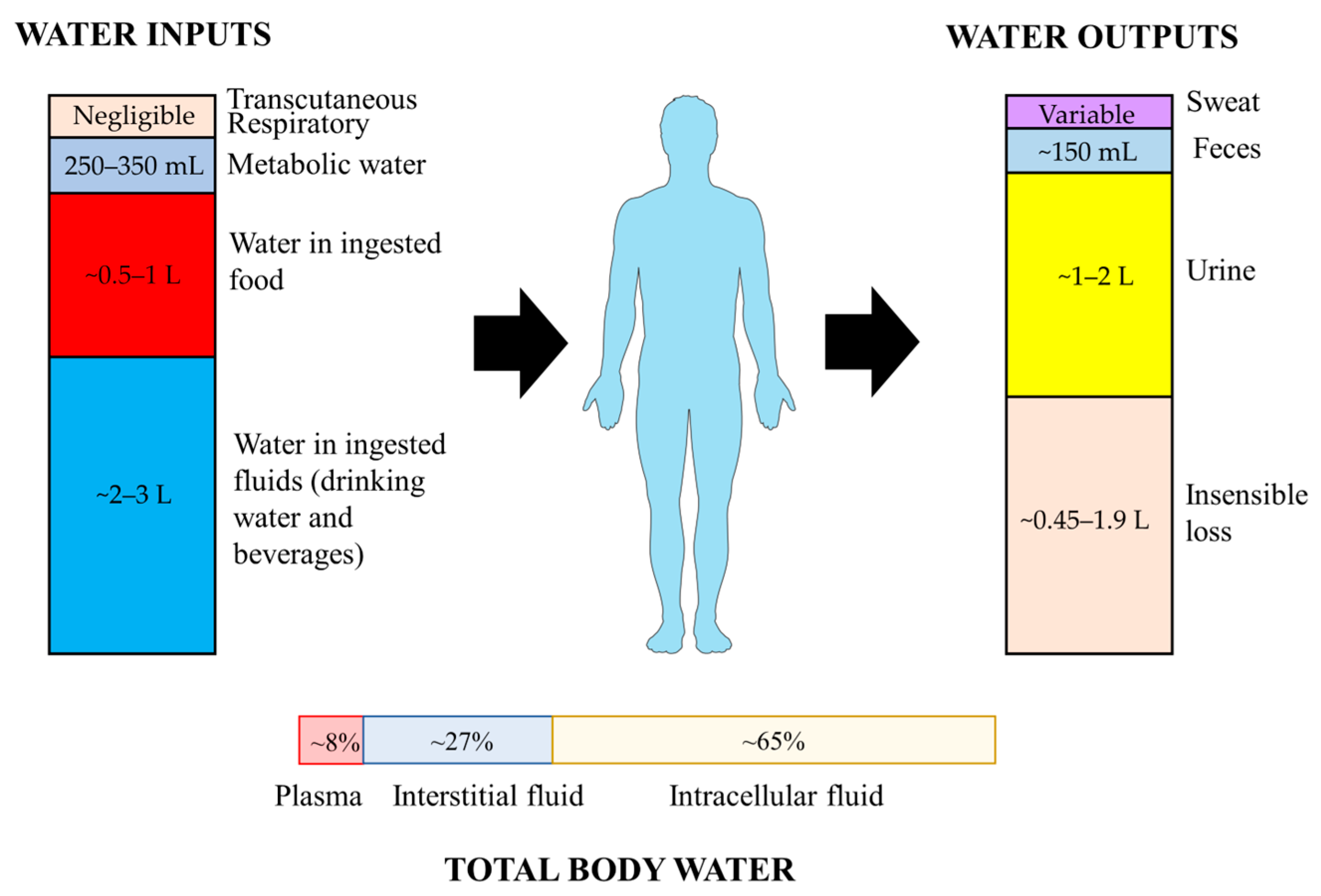 Nutrients | Free Full-Text | Hydration Status in Older Adults