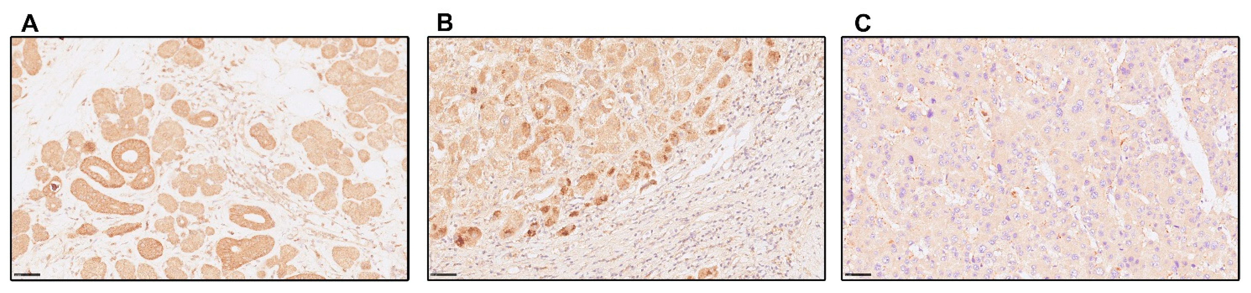 Nutrients 15 02626 g003 Nutrients 15 02626 g003