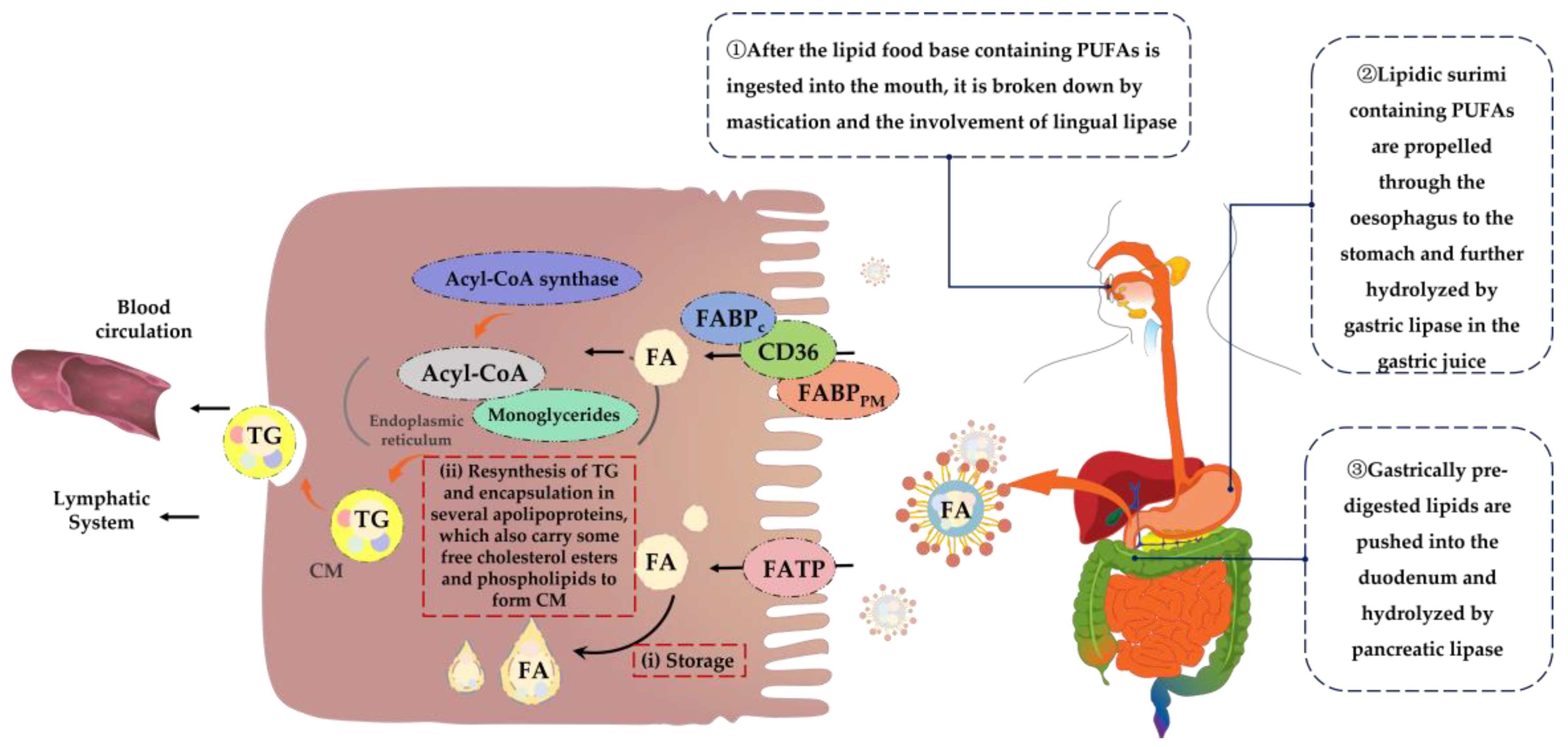 Nutrients 15 02633 g003 Nutrients 15 02633 g003