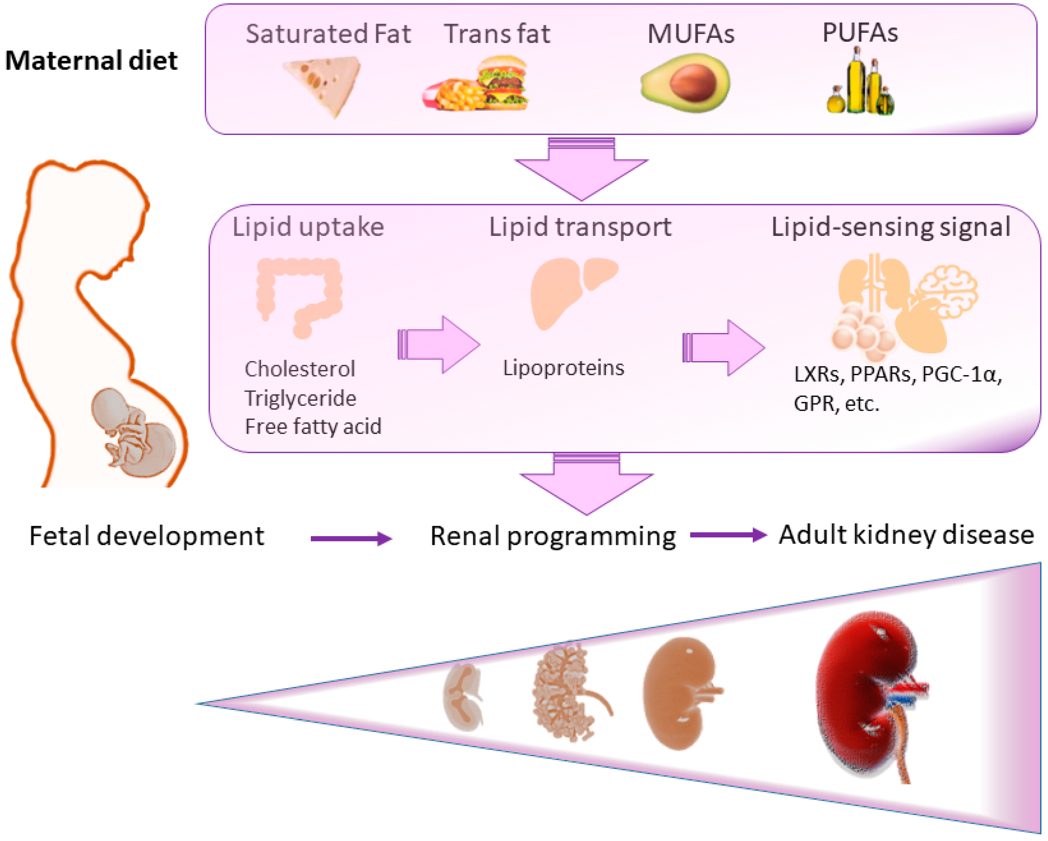 Nutrients Free Full-Text Maternal High-Fat Diet Controls Offspring Kidney Health and Disease