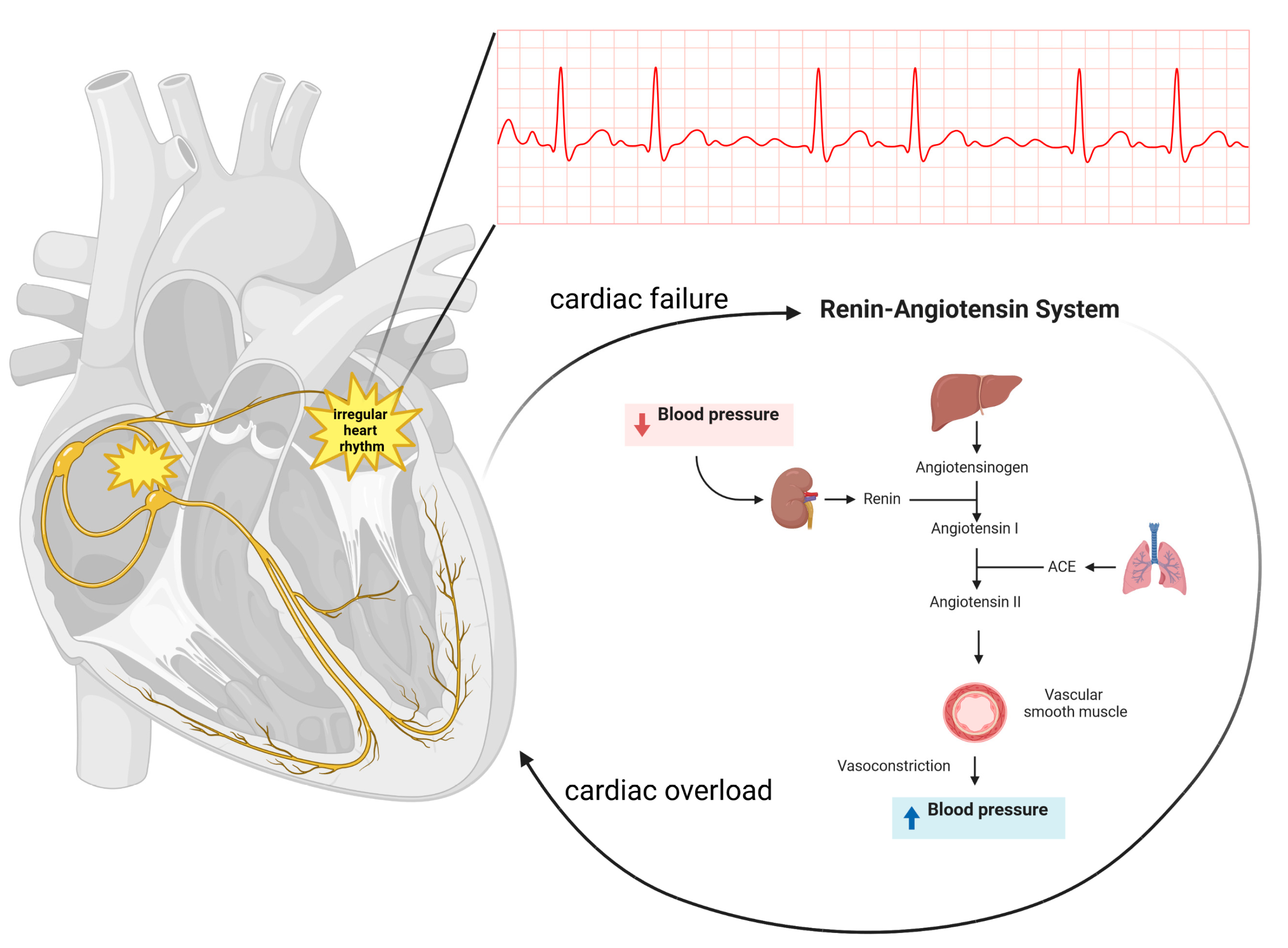 Nutrients | Free Full-Text | The Possible Influence of Vitamin D Levels on  the Development of Atrial Fibrillation—An Update