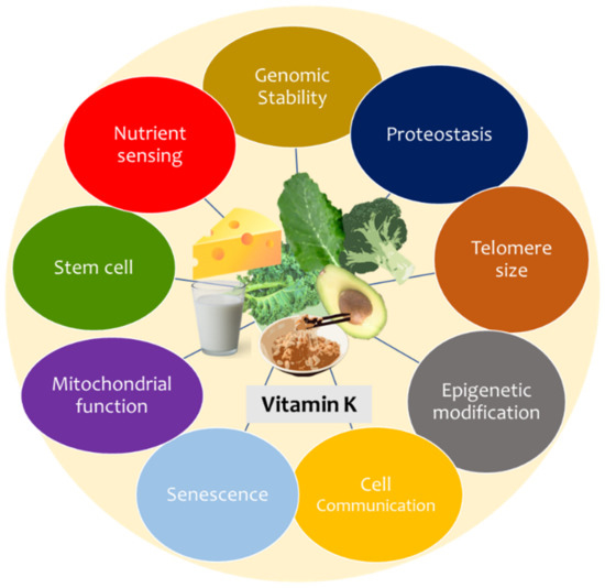 Nutrients Free FullText Vitamin K and Hallmarks of Ageing Focus on Diet and Gut Microbiome
