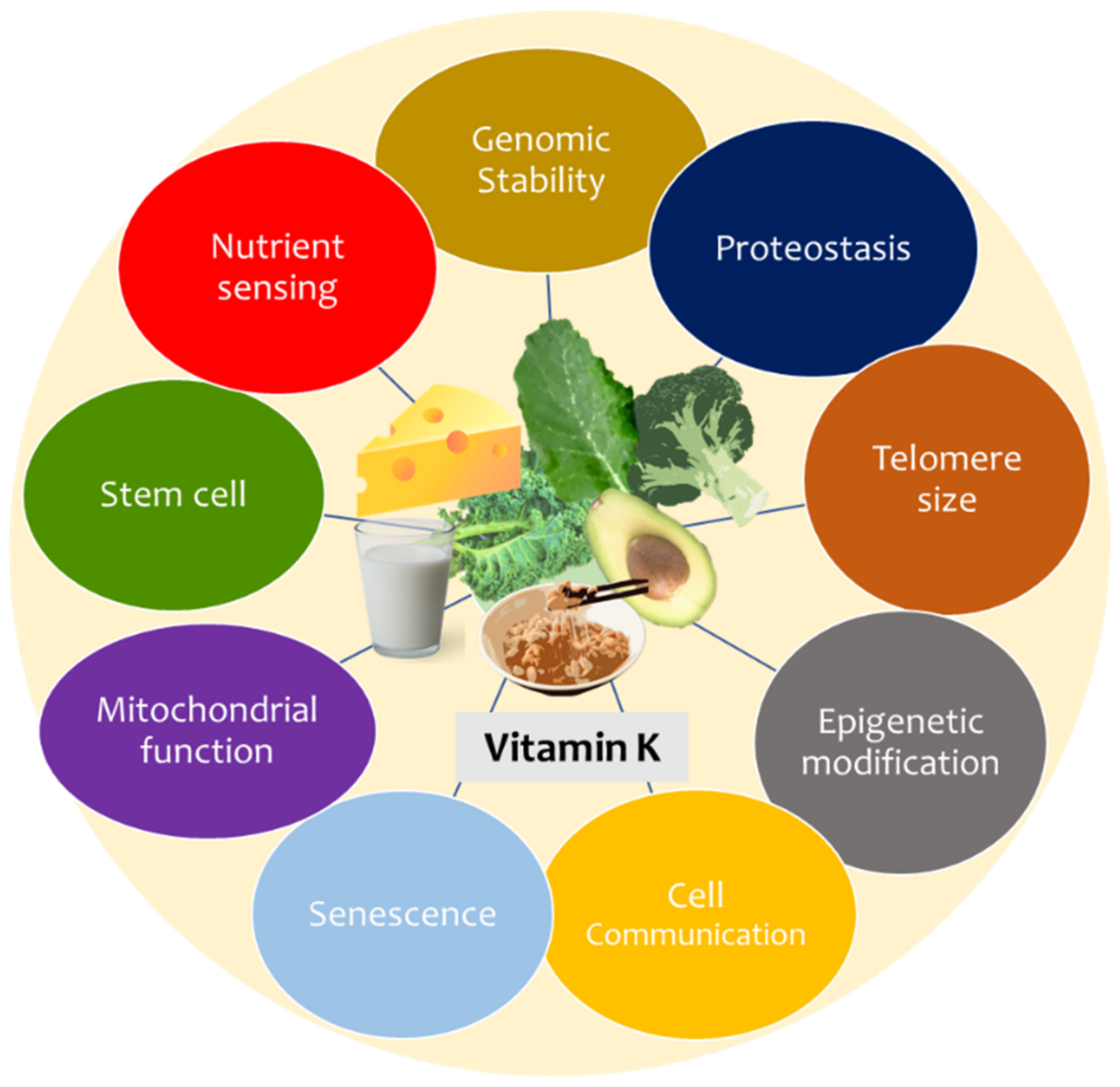 Nutrients Free FullText Vitamin K and Hallmarks of Ageing Focus on Diet and Gut Microbiome