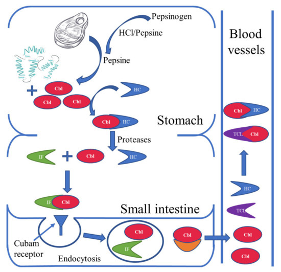 Nutrients Free FullText Vitamin B12—Multifaceted In Vivo Functions and In Vitro Applications