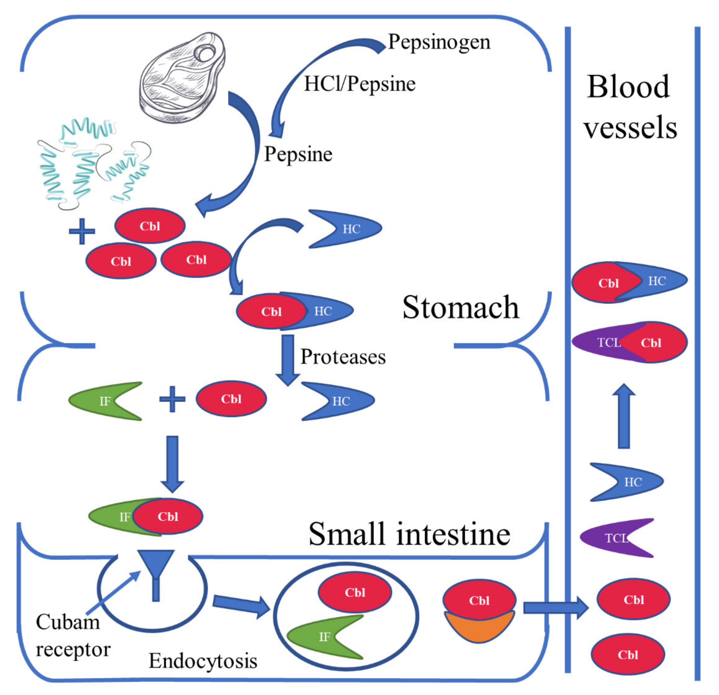 Nutrients 15 02734 g002 Nutrients 15 02734 g002