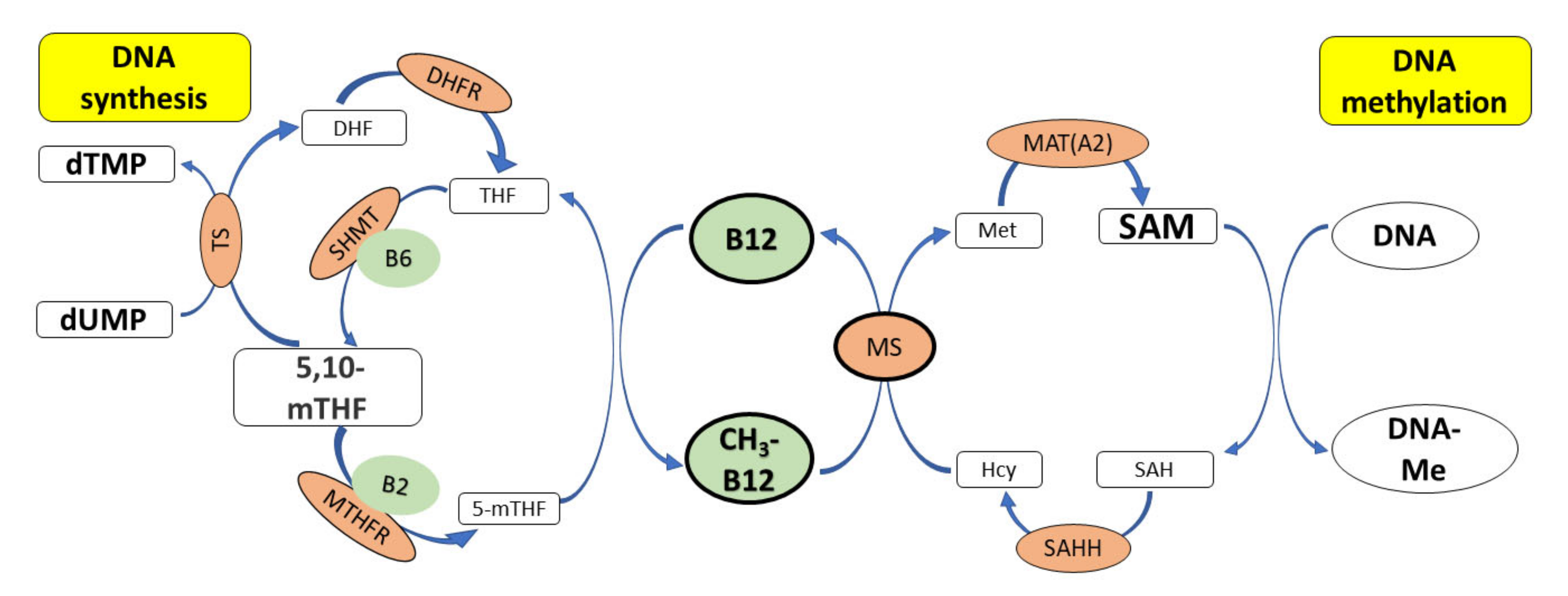 Nutrients Free FullText Vitamin B12—Multifaceted In Vivo Functions