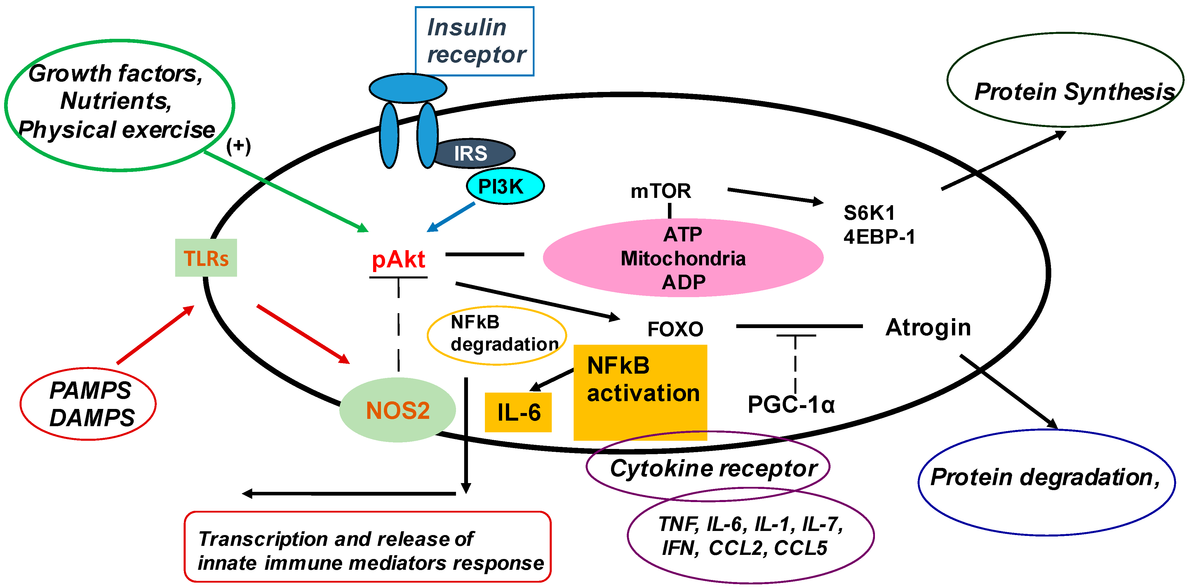 Nutrients 15 02832 g001 Nutrients 15 02832 g001