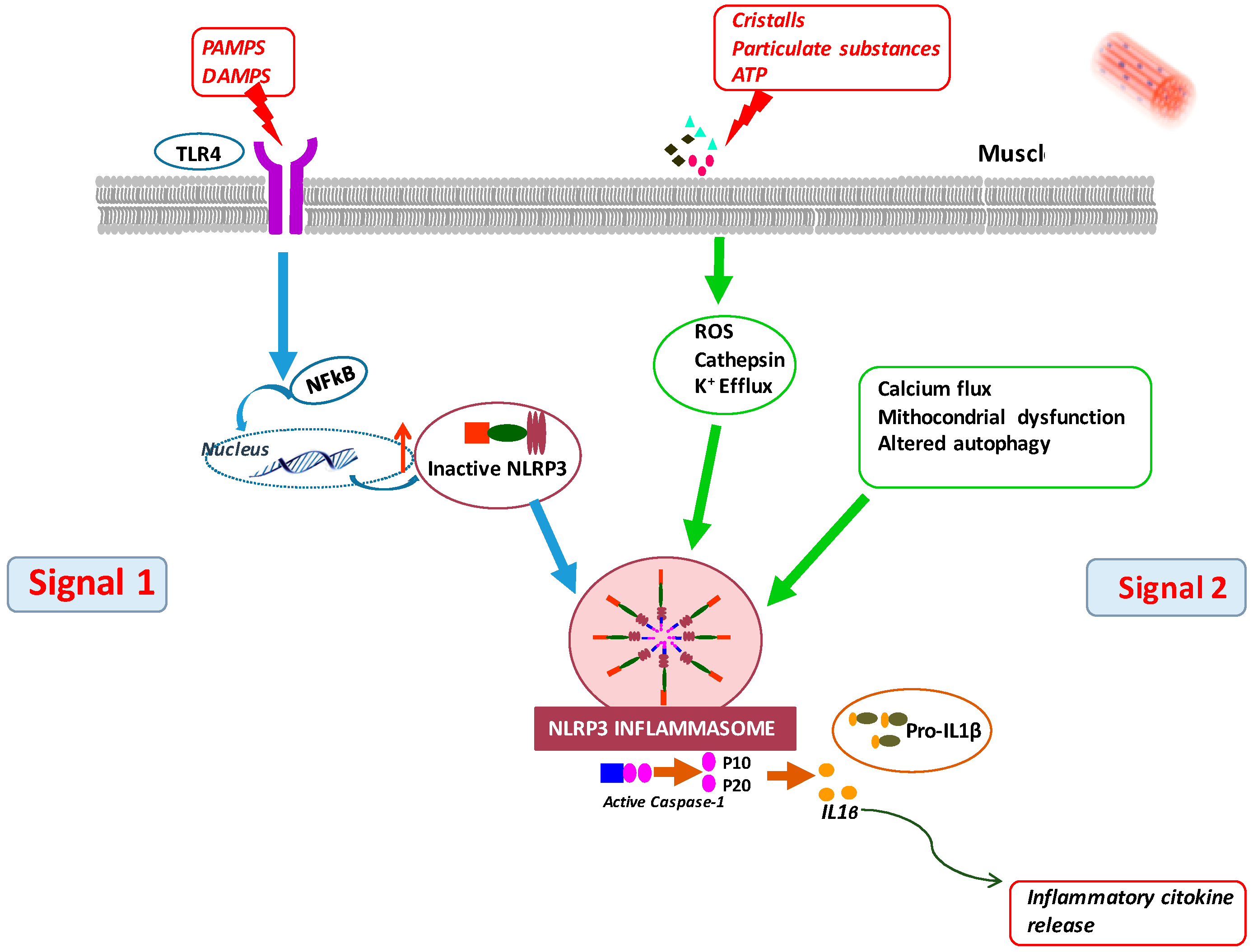 Nutrients 15 02832 g002 Nutrients 15 02832 g002