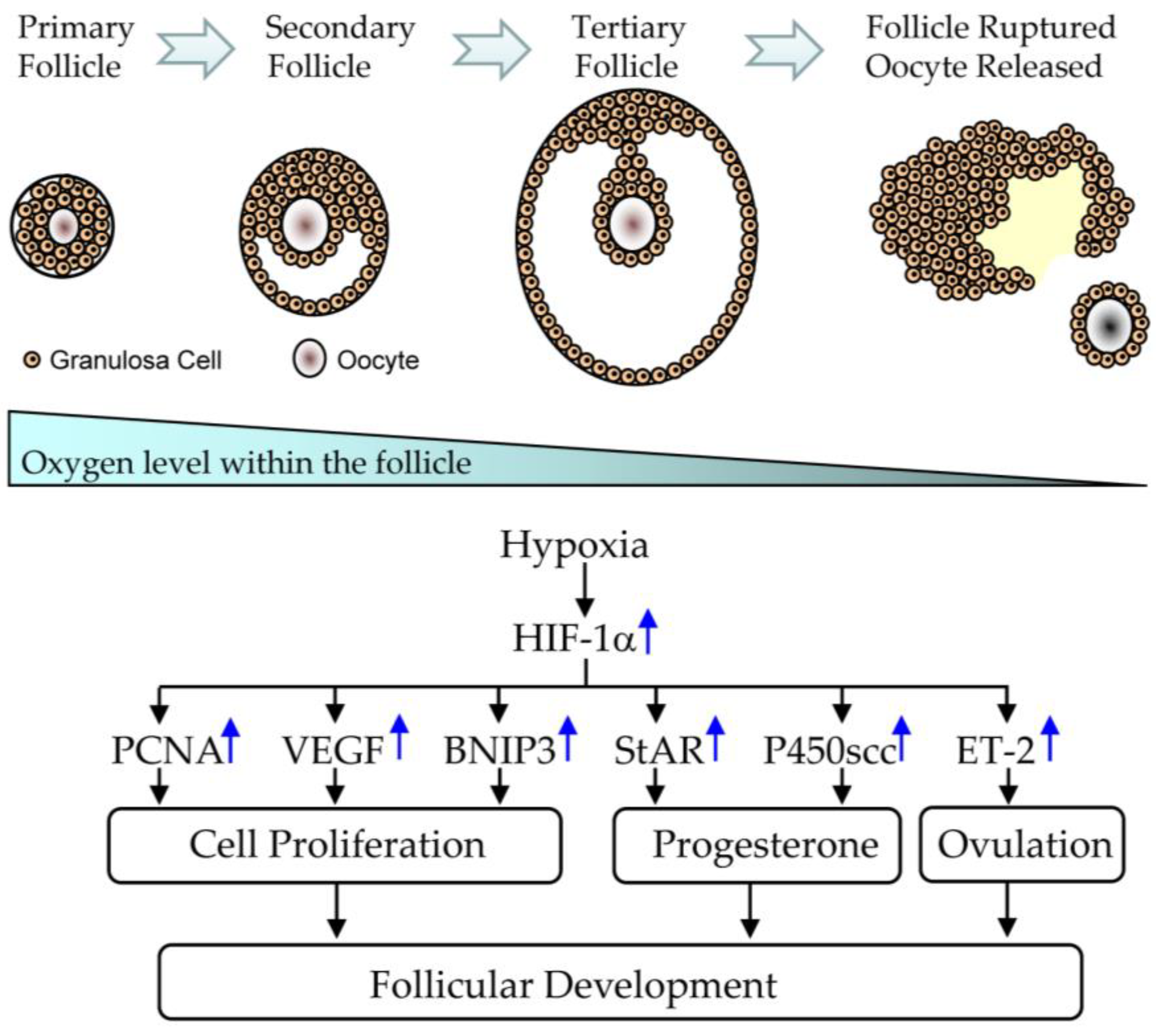 Nutrients 15 02833 g007 Nutrients 15 02833 g007