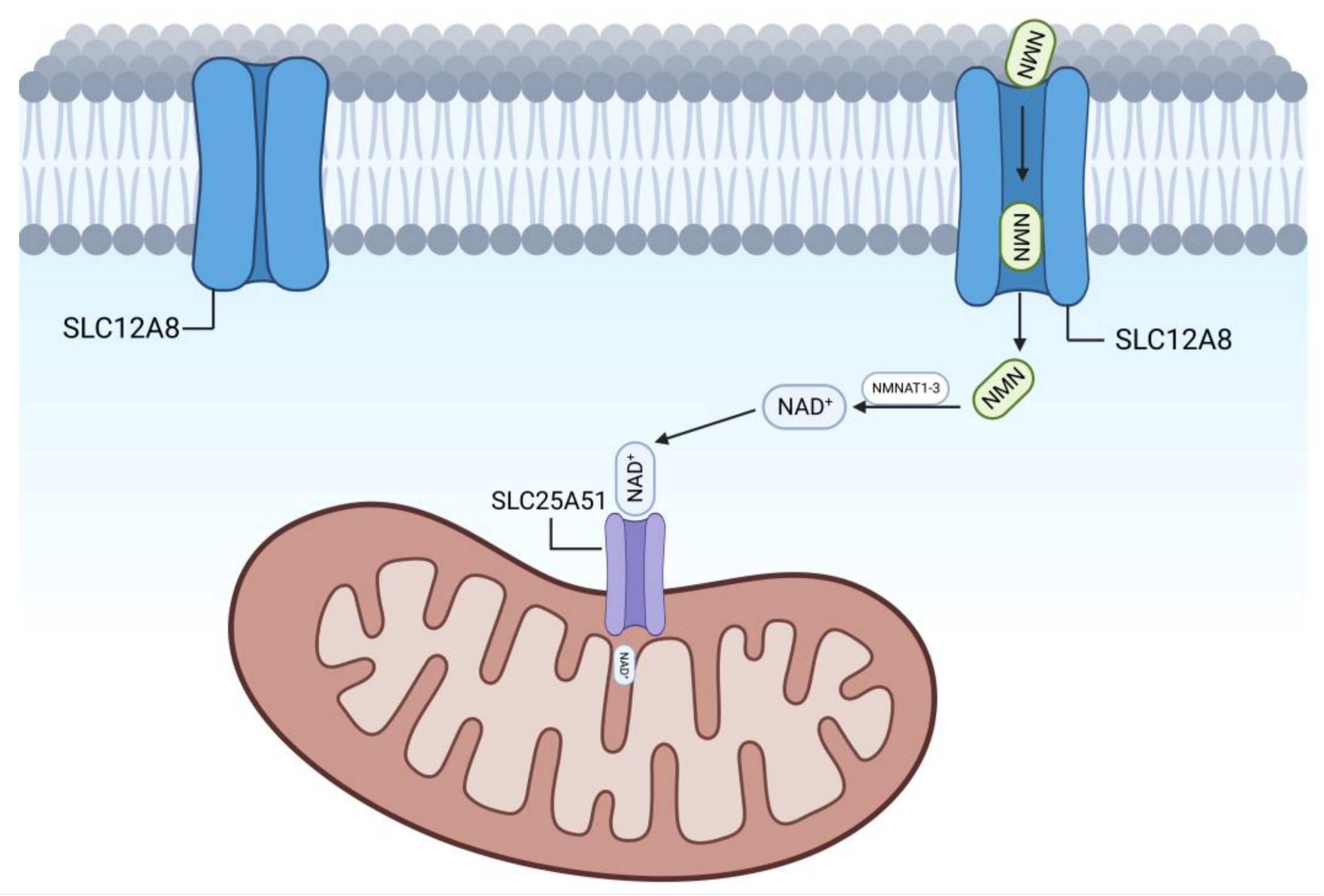 Nutrients 15 02851 g003