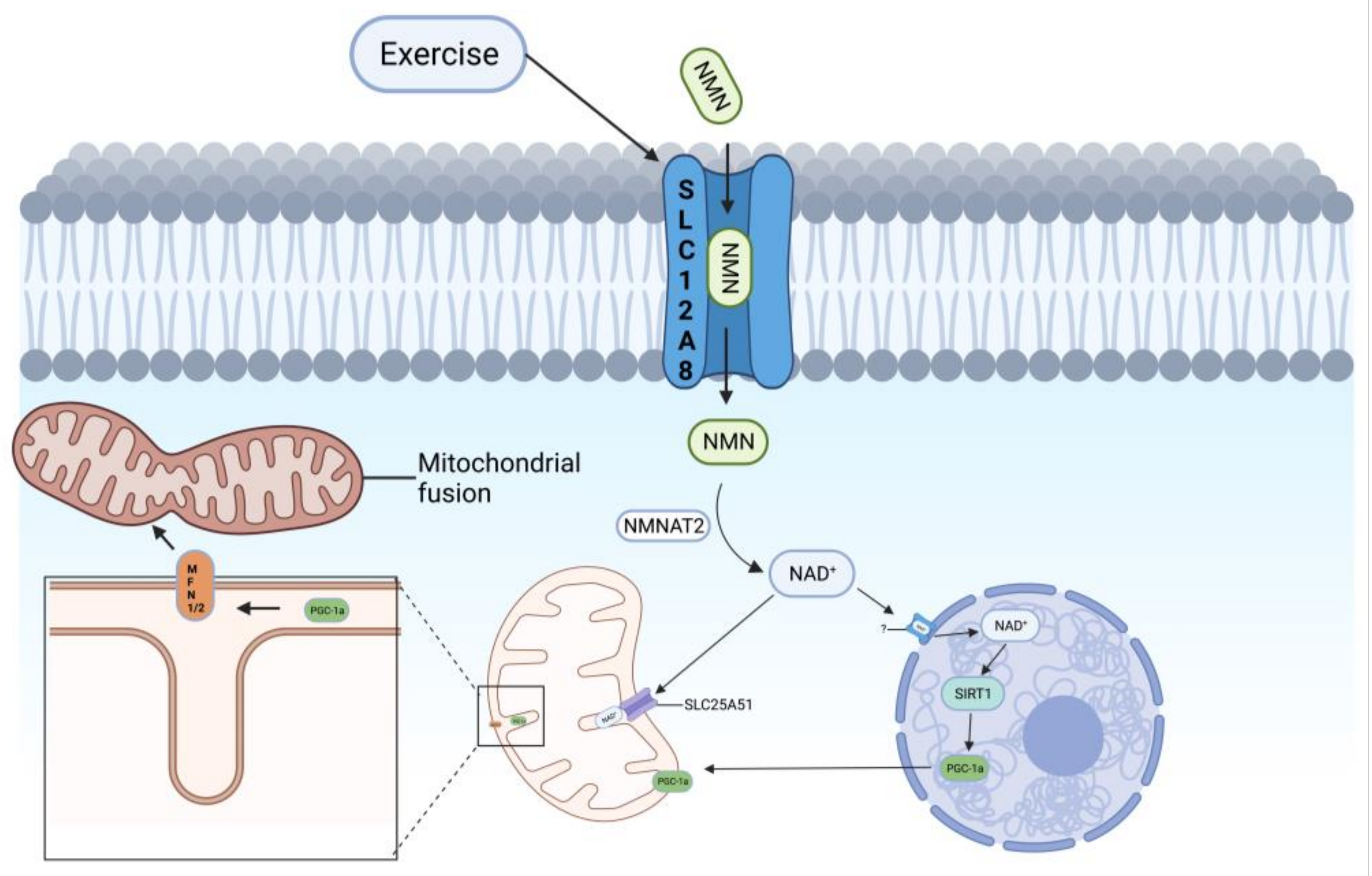 Nutrients 15 02851 g004