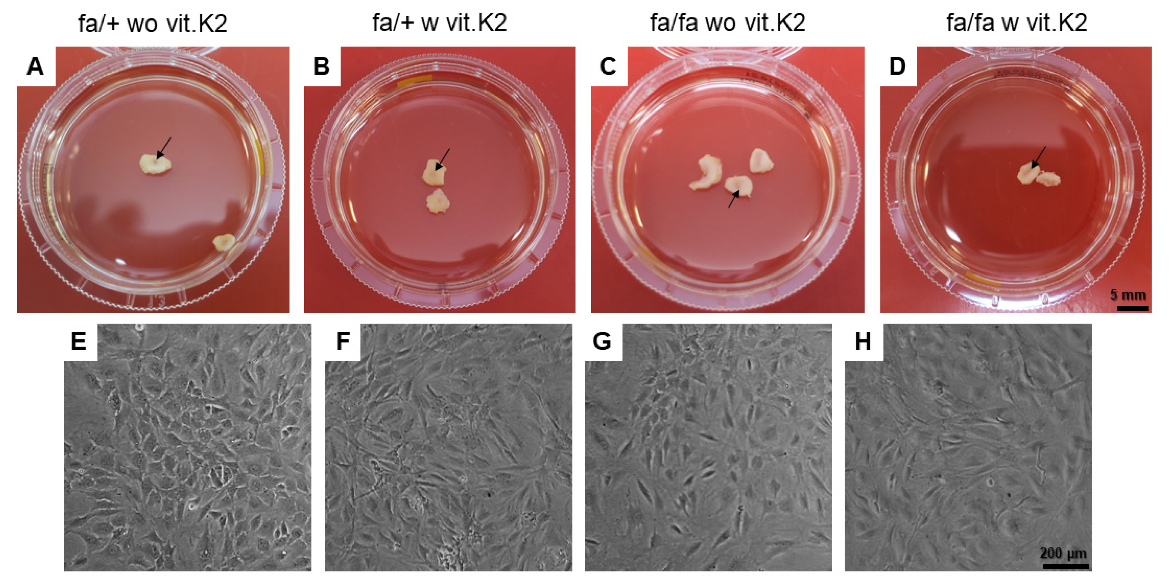 Nutrients 15 02872 g004 Nutrients 15 02872 g004