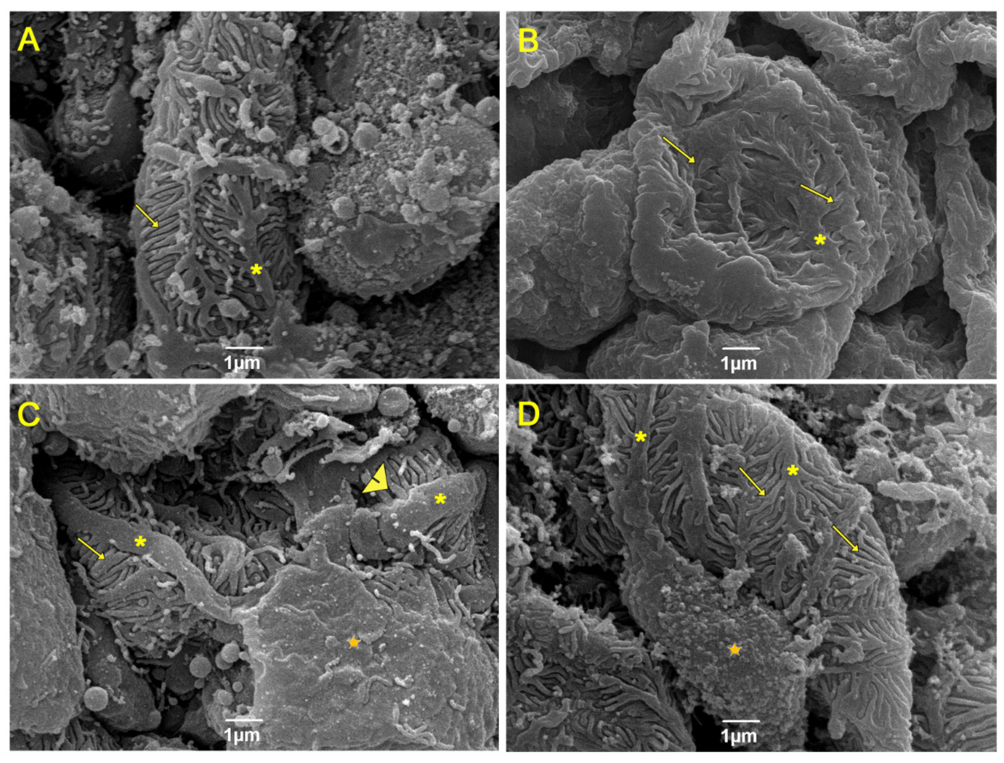Nutrients 15 02925 g004 Nutrients 15 02925 g004