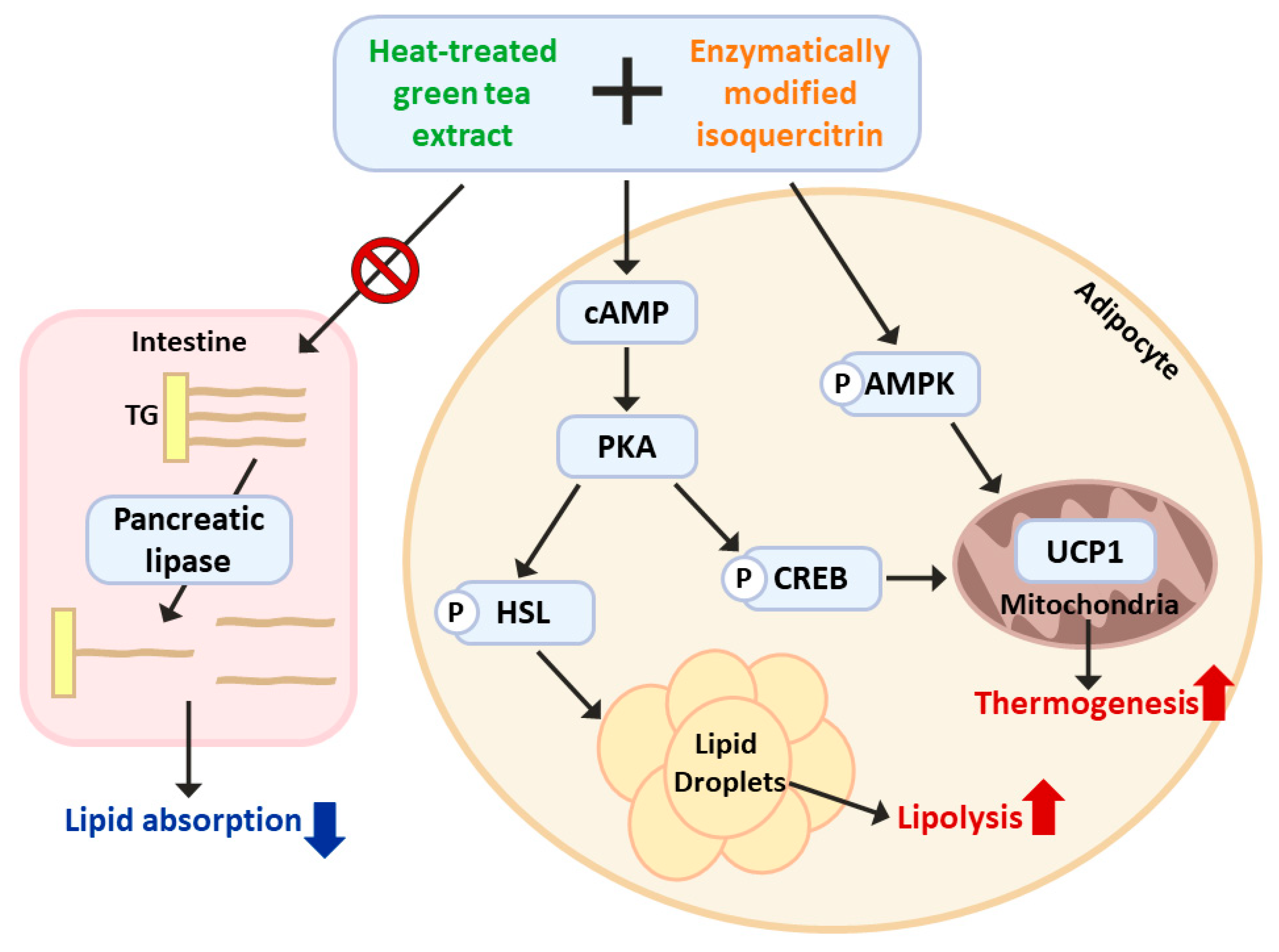 Nutrients 15 02931 g007 Nutrients 15 02931 g007