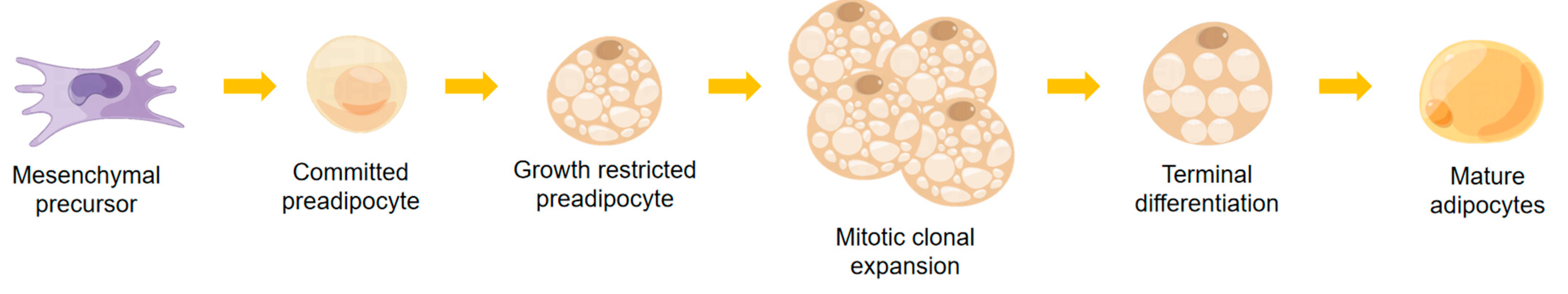 Alcohol, White Adipose Tissue, and Brown Adipose Tissue