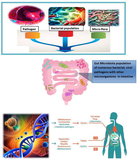 Dietary Implications of the Bidirectional Relationship between the Gut ...