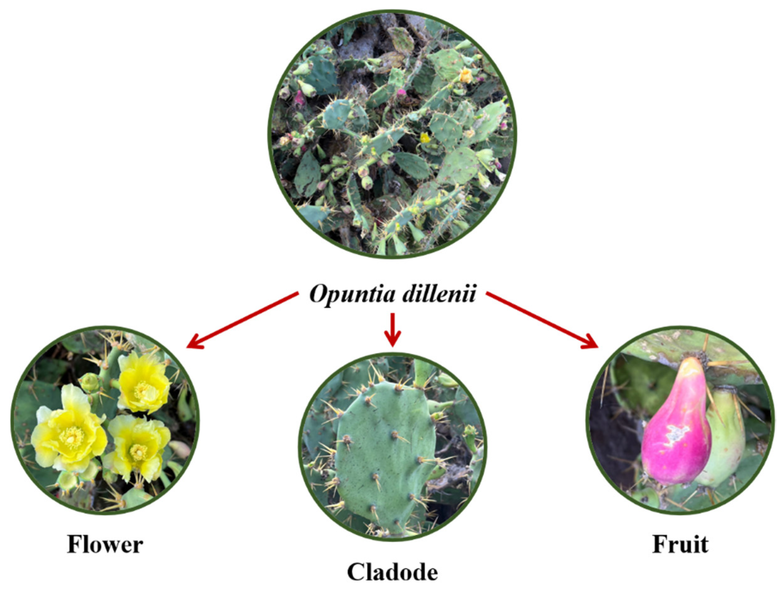 Nutrients 15 02962 g001 Nutrients 15 02962 g001