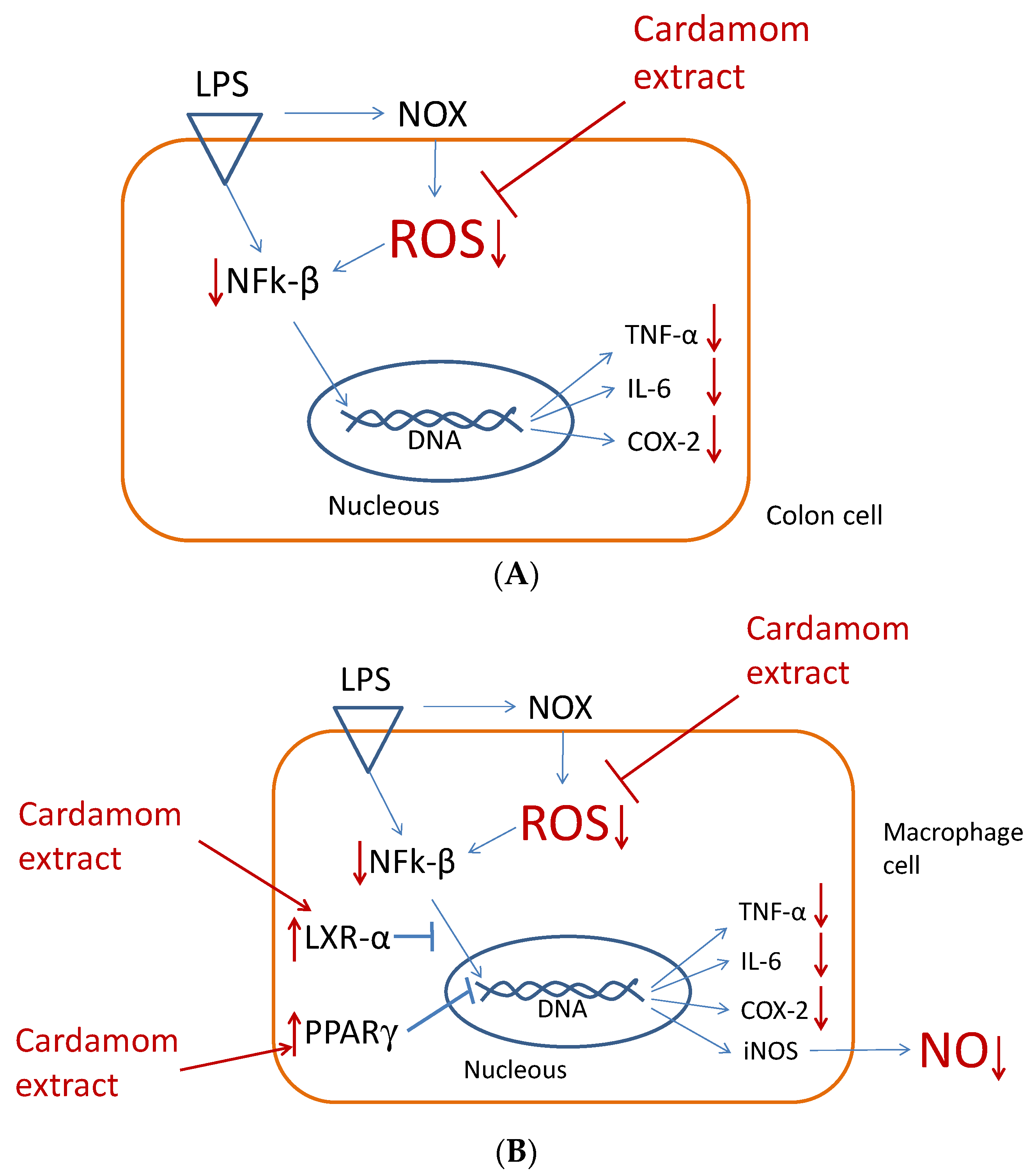 Nutrients 15 02965 g005 Nutrients 15 02965 g005