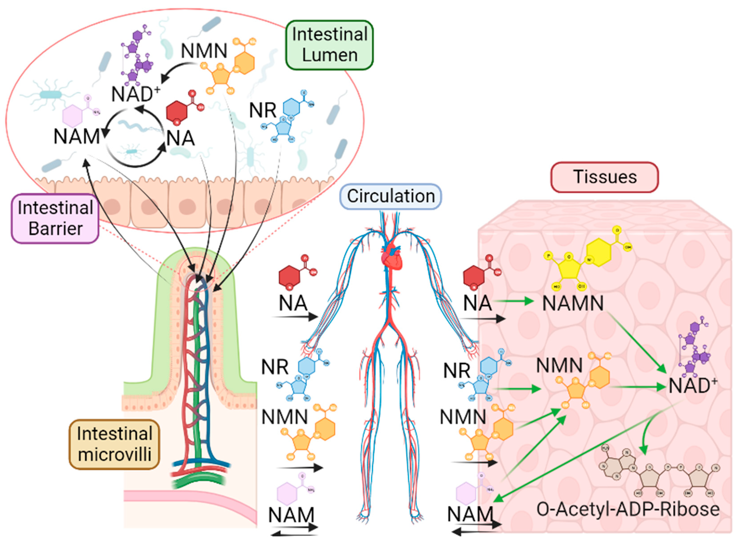 Nutrients 15 02992 g002