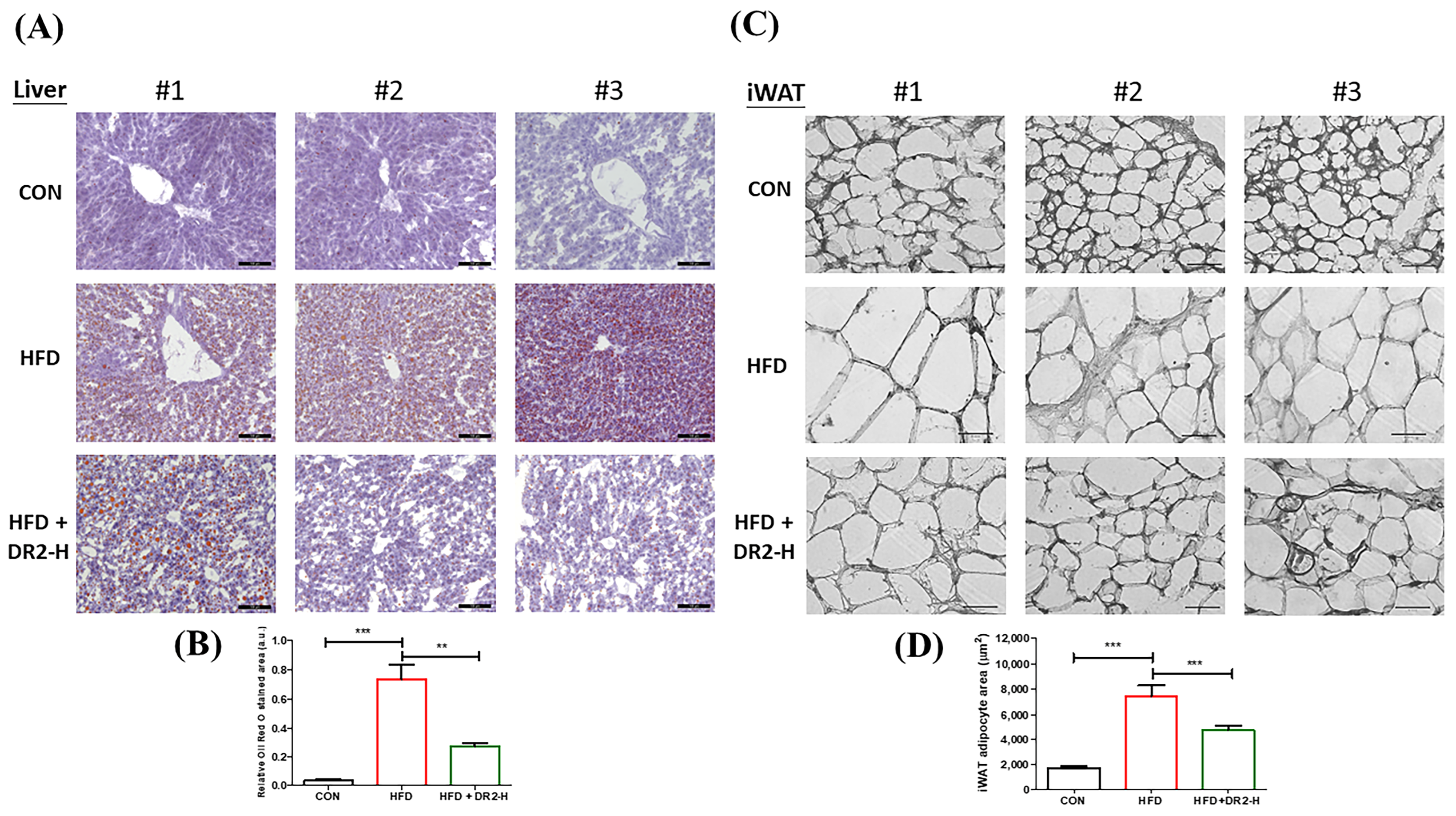 サンプル Dihydro-Resveratrol Attenuates Oxidative Stress