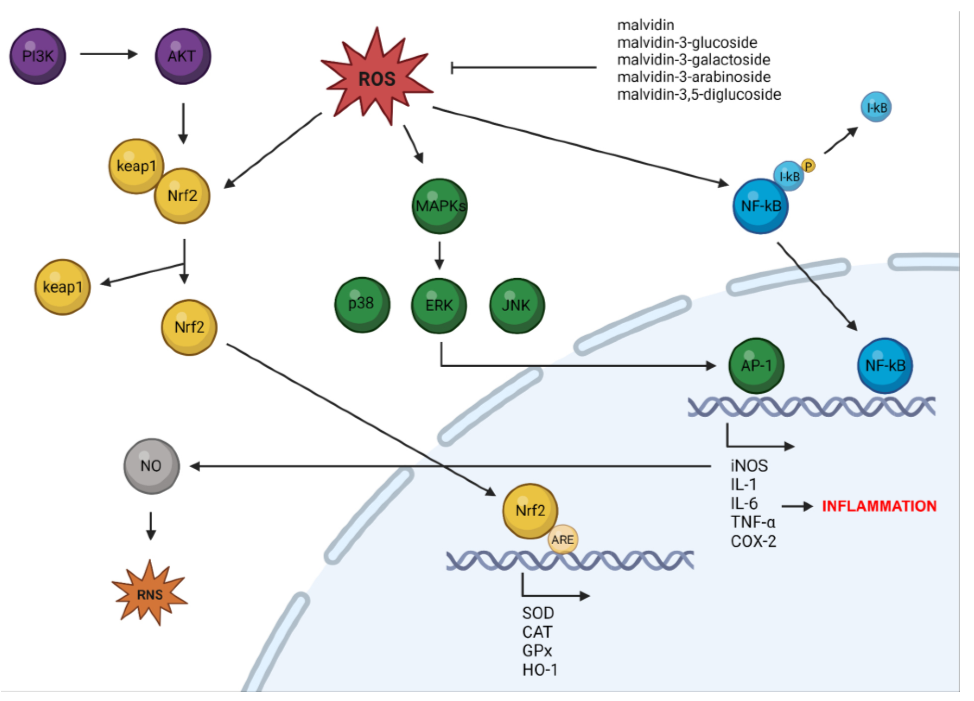 Nutrients 15 03016 g002 Nutrients 15 03016 g002