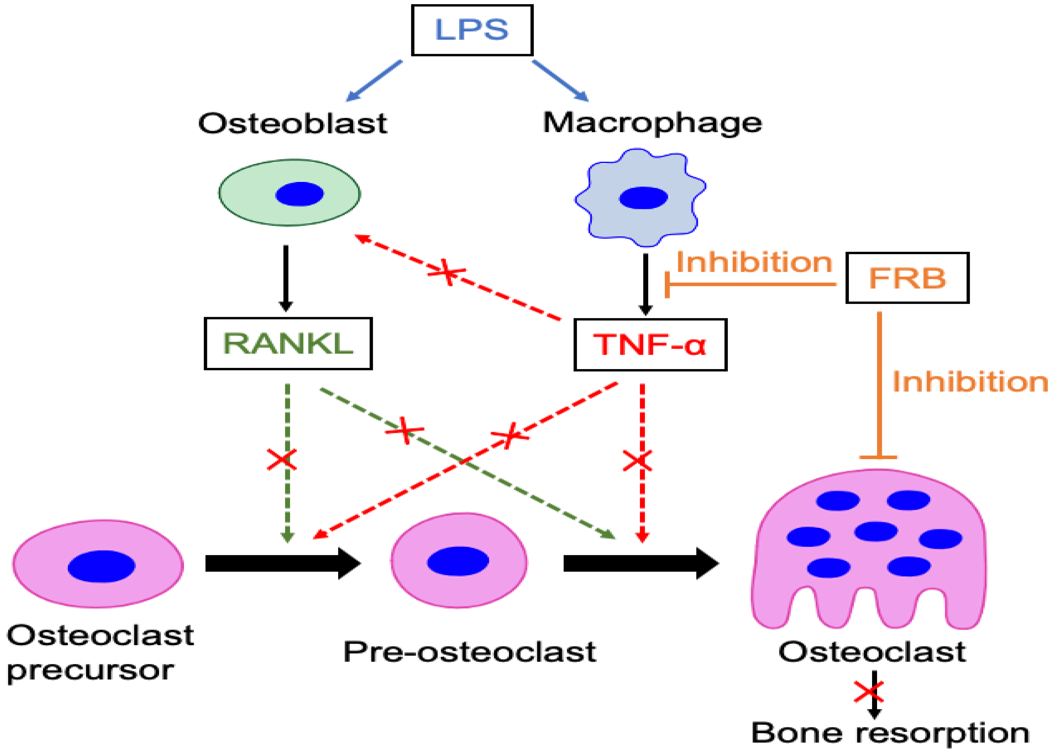 Nutrients 15 03044 g008