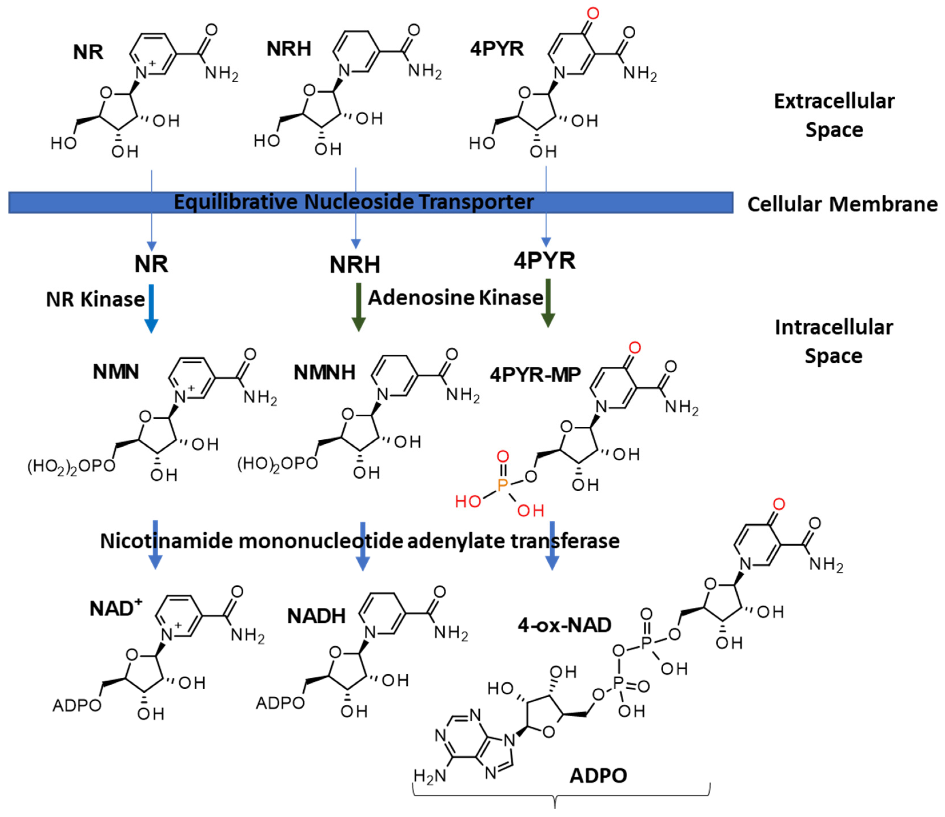 Nutrients 15 03064 g001