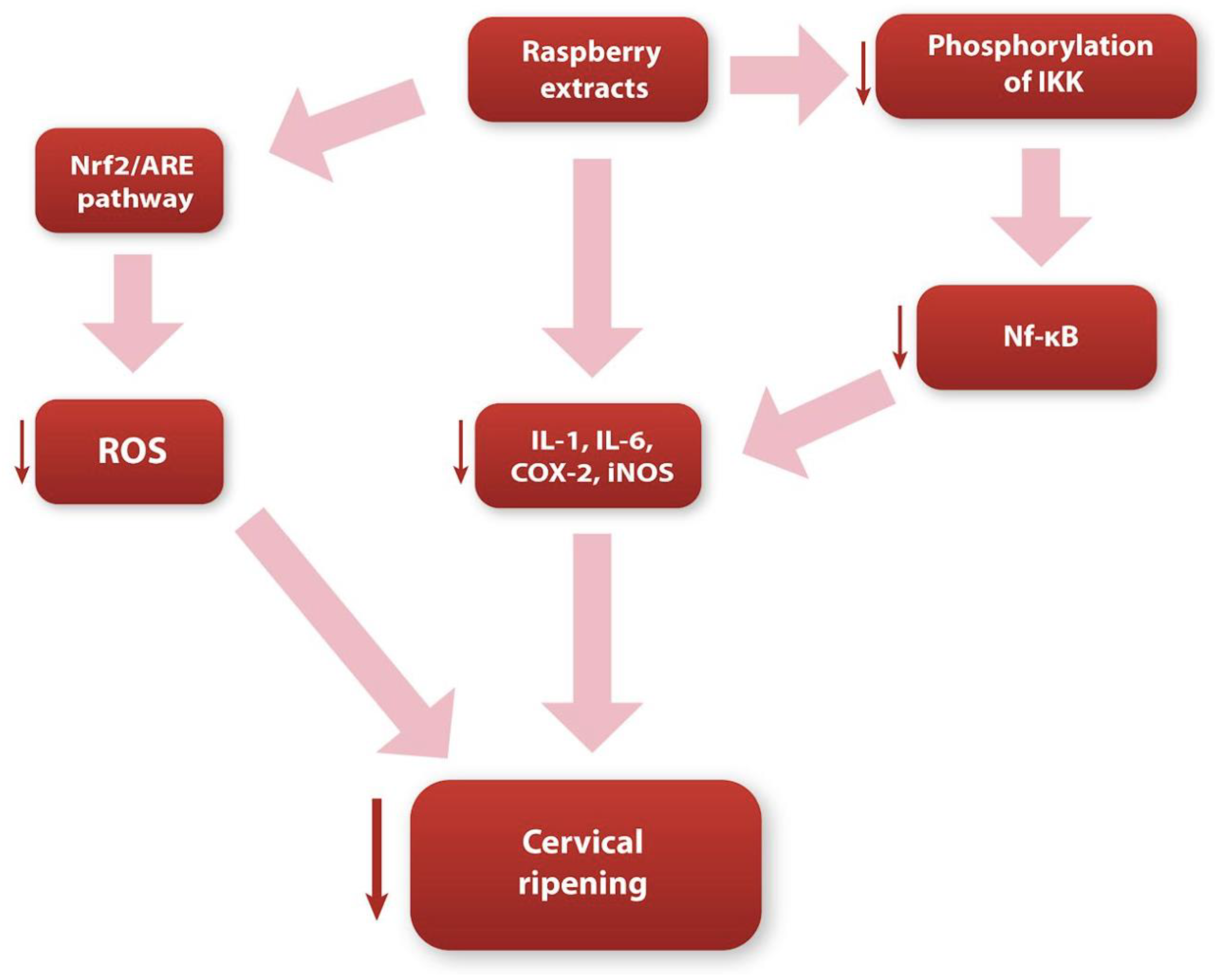 Nutrients 15 03206 g002 Nutrients 15 03206 g002