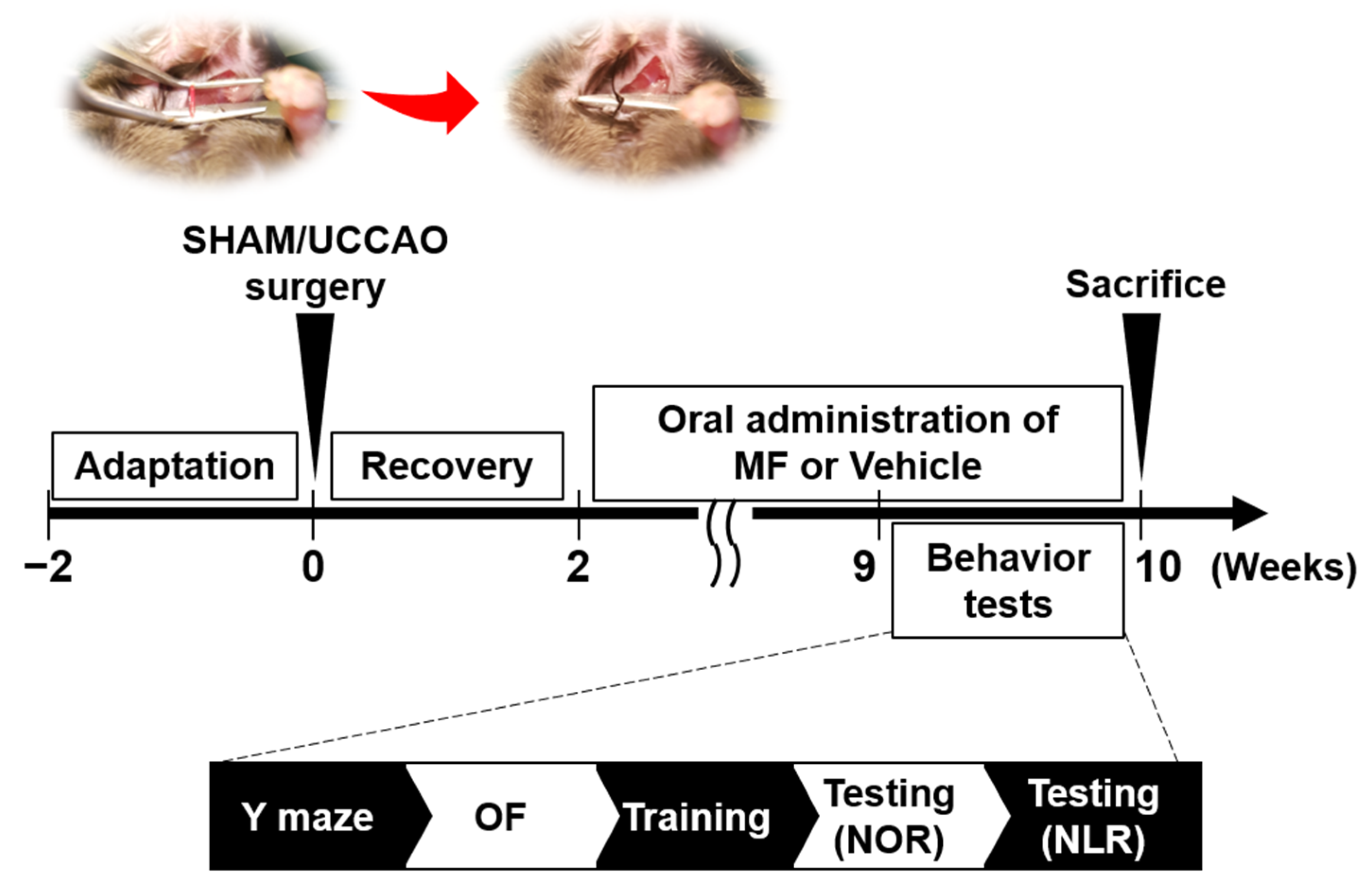 Nutrients 15 03271 g001
