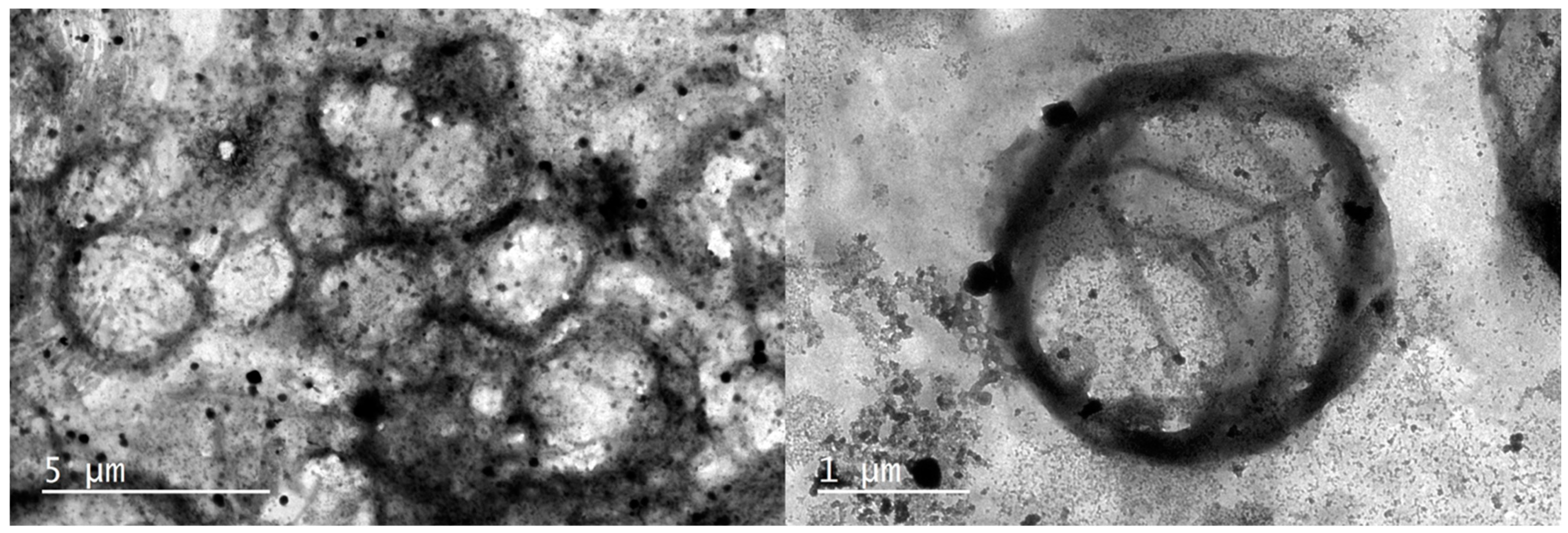 Nutrients 15 03284 g002 Nutrients 15 03284 g002