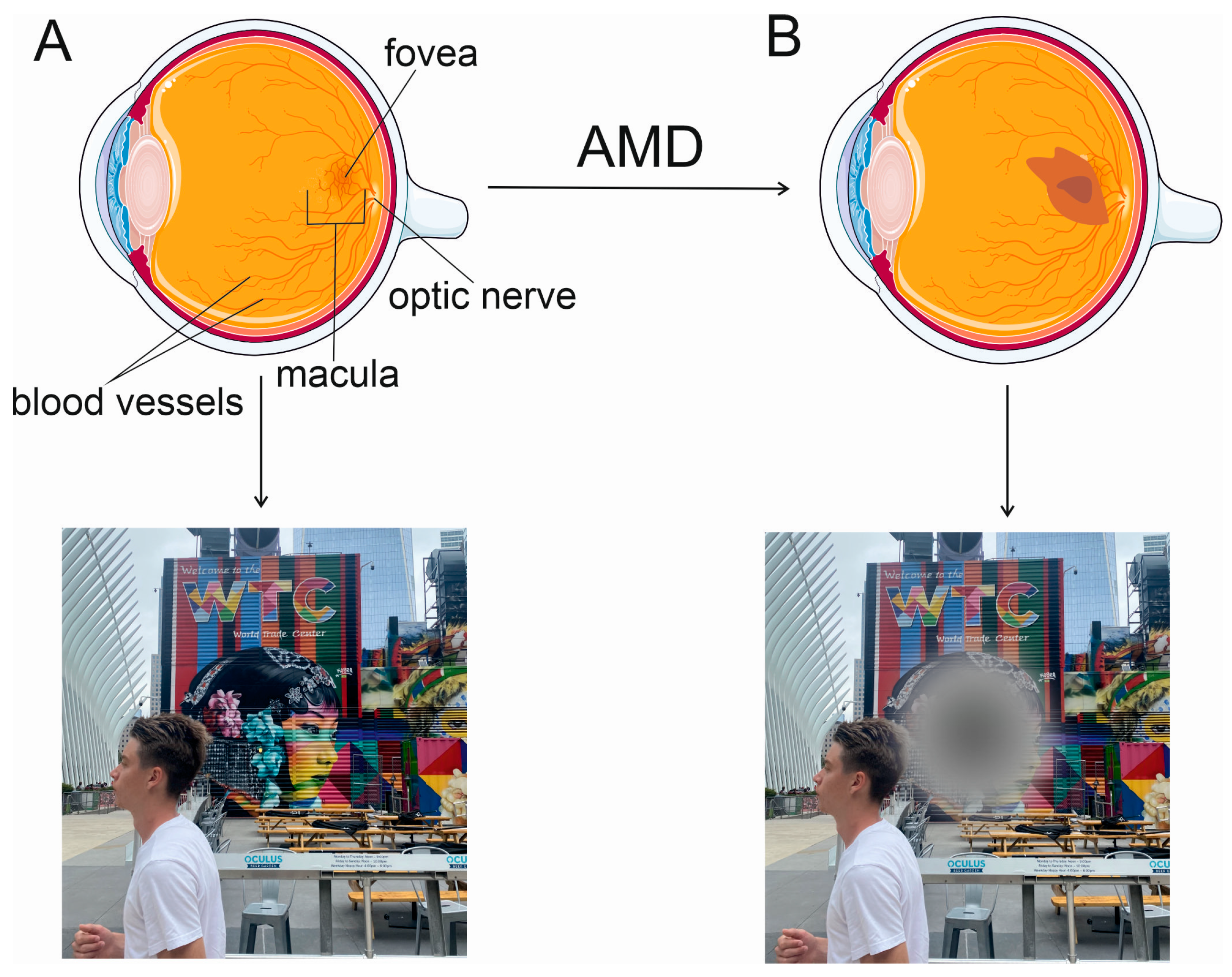 Nutrients 15 03358 g001 Nutrients 15 03358 g001