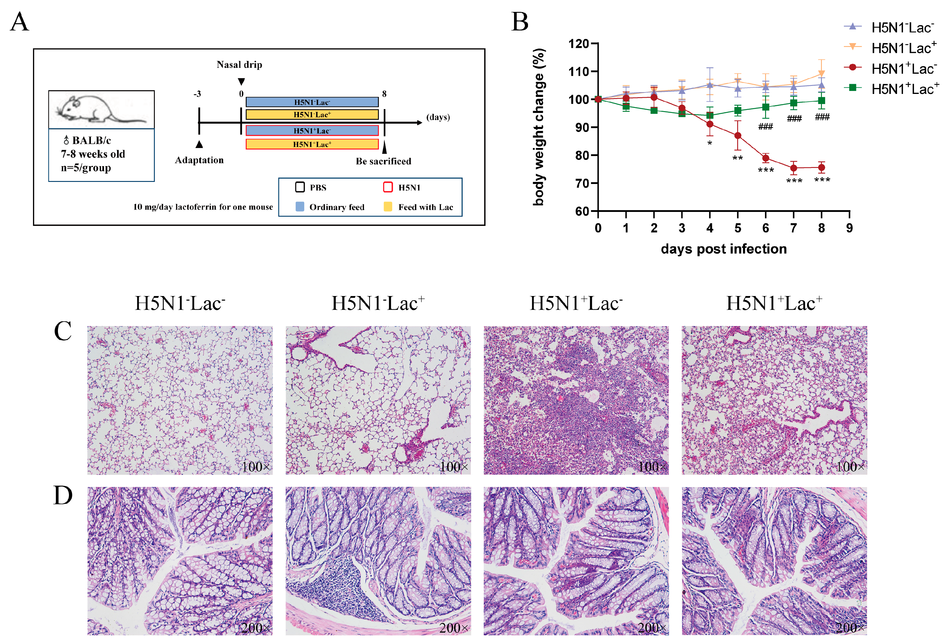 Lactoferrin Alleviates Inflammation and Regulates Gut Lactoferrin Alleviates Inflammation and Regulates Gut