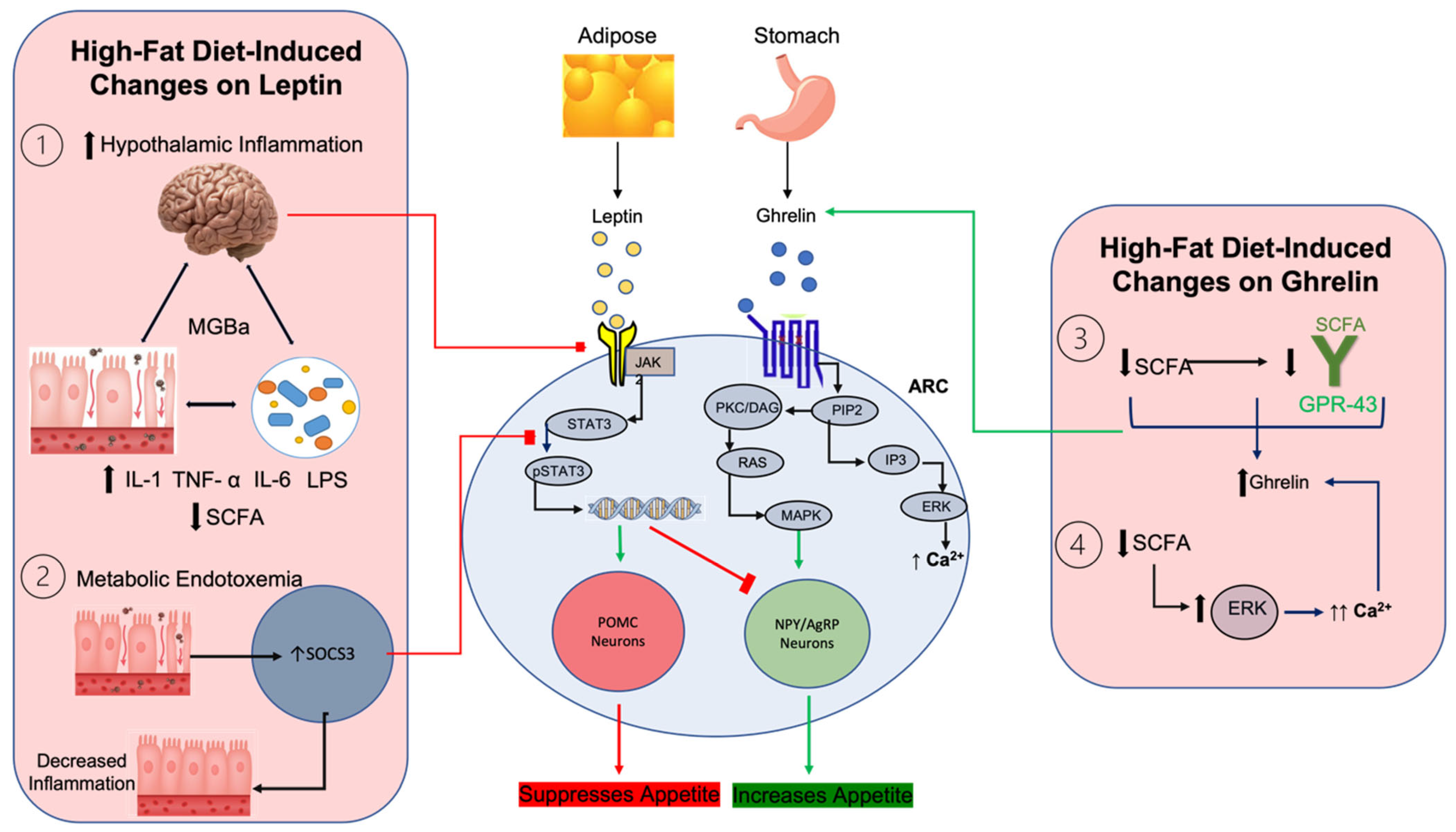 Nutrients 15 03365 g001