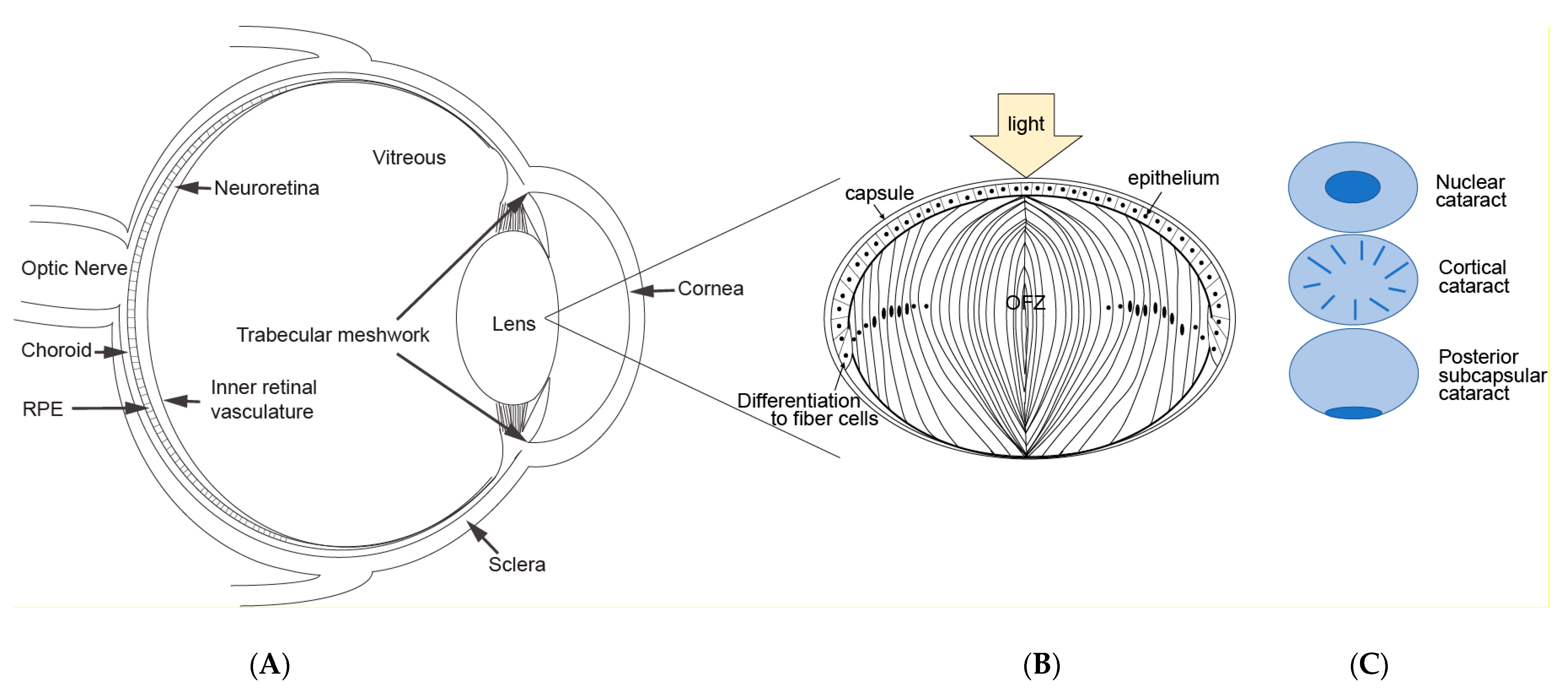 Nutrients 15 03375 g001 Nutrients 15 03375 g001