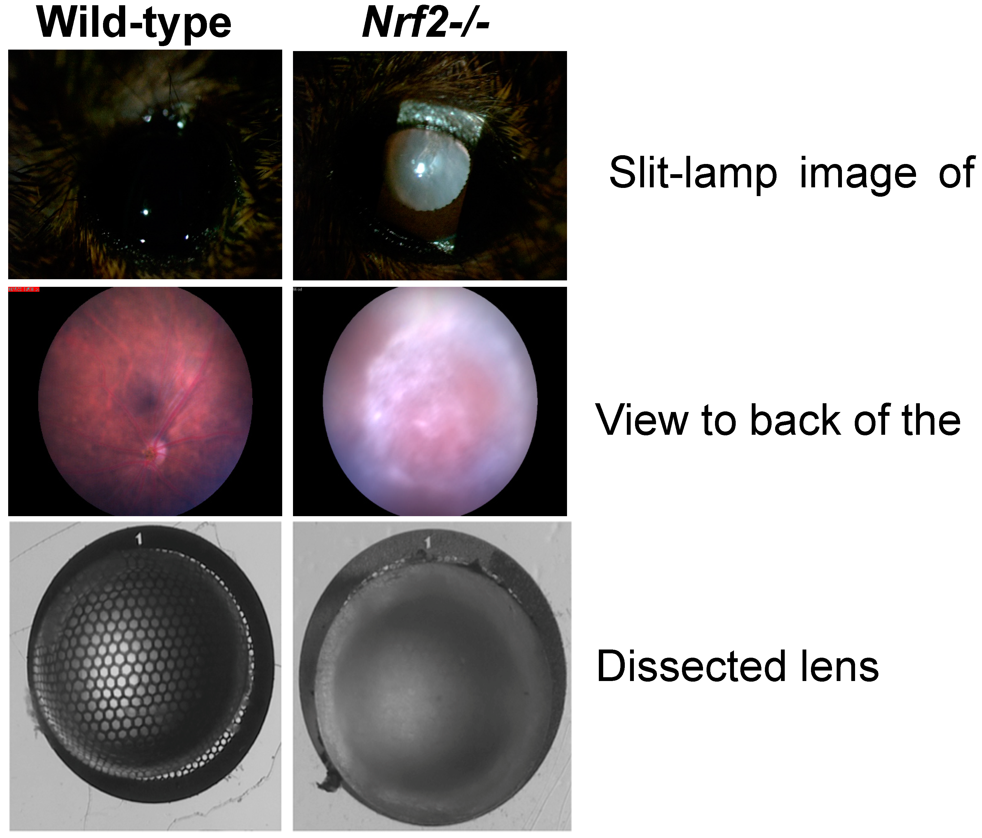 Nutrients 15 03375 g003 Nutrients 15 03375 g003