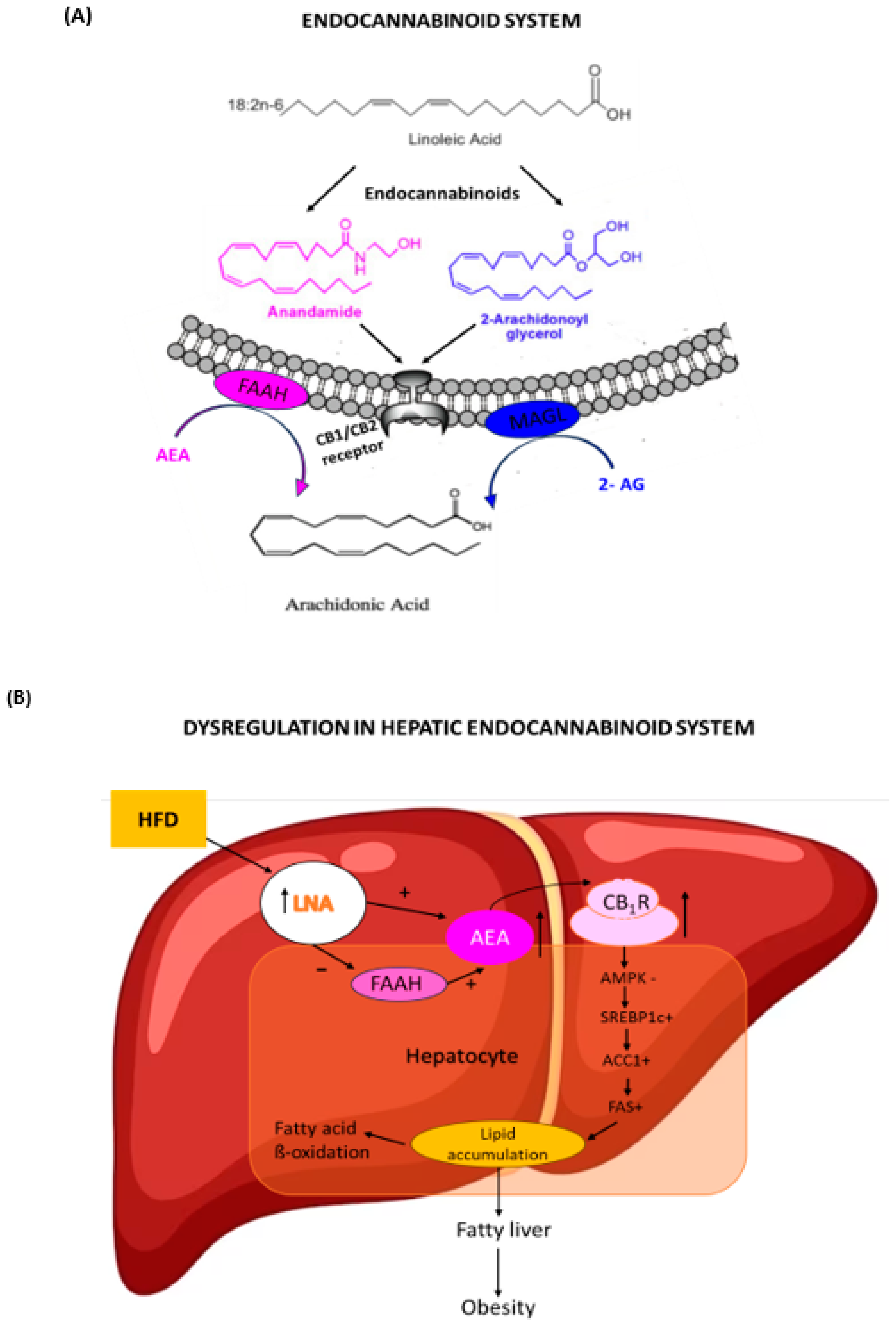 Nutrients 15 03531 g001 Nutrients 15 03531 g001