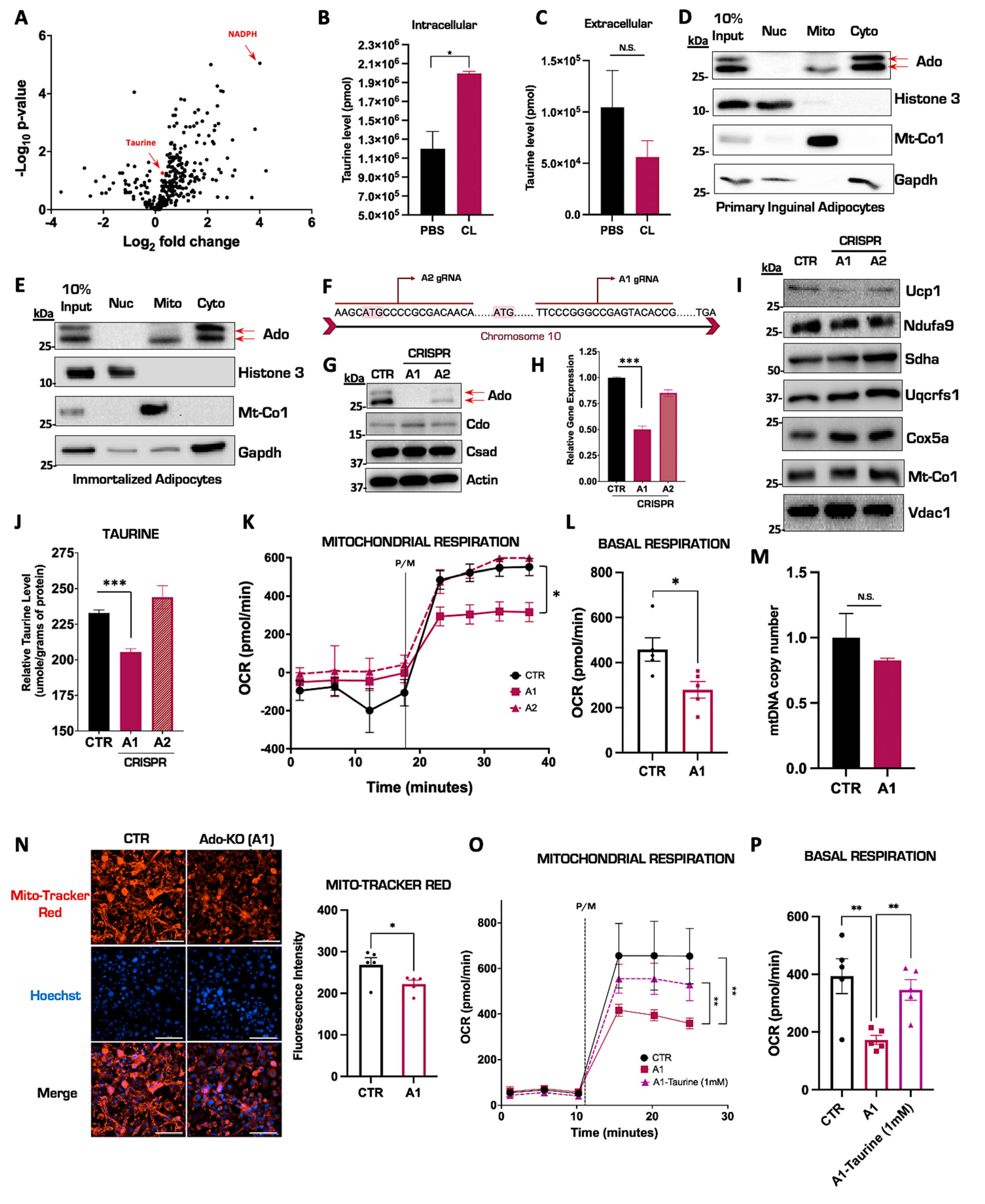 Nutrients 15 03532 g002 Nutrients 15 03532 g002