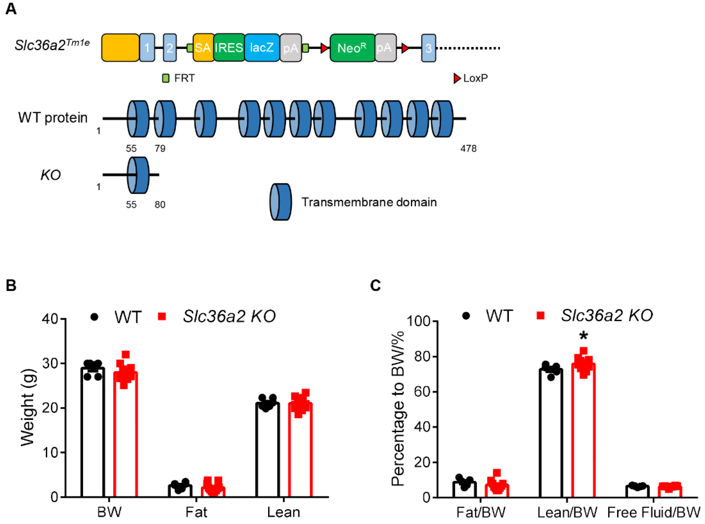 Nutrients 15 03552 g002 Nutrients 15 03552 g002