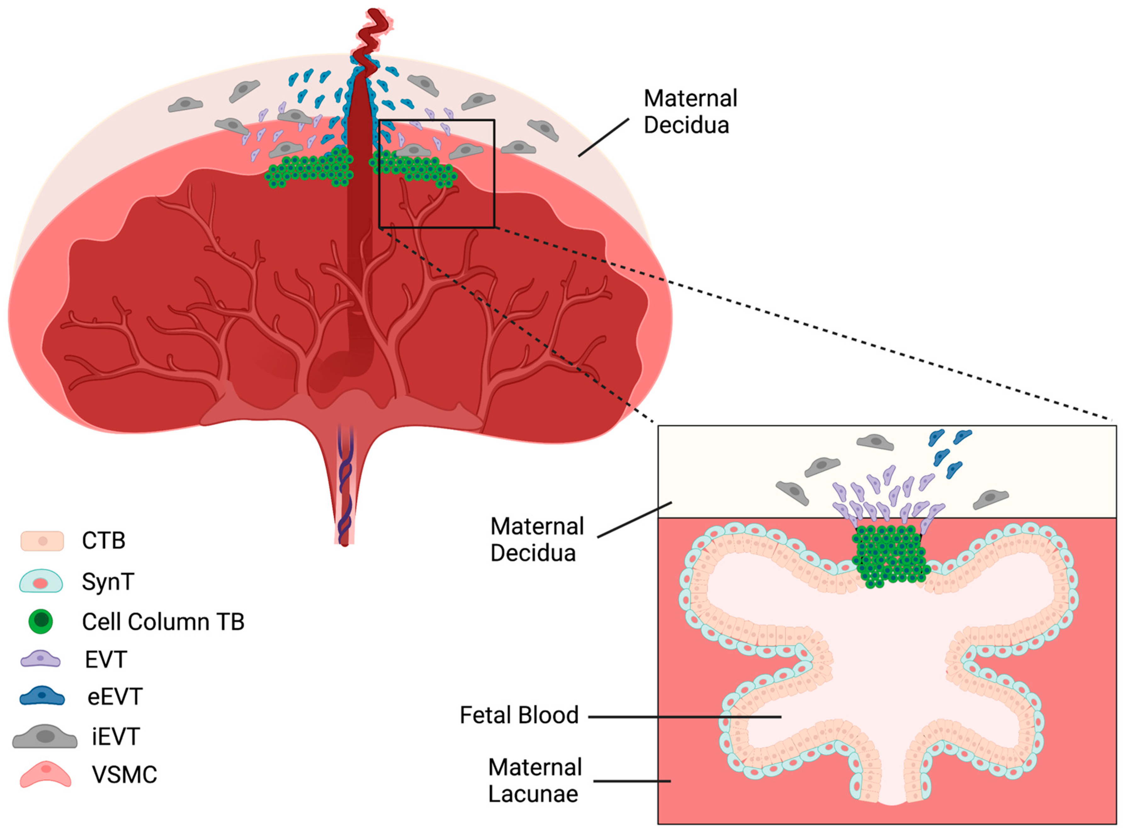 Nutrients 15 03564 g001 Nutrients 15 03564 g001