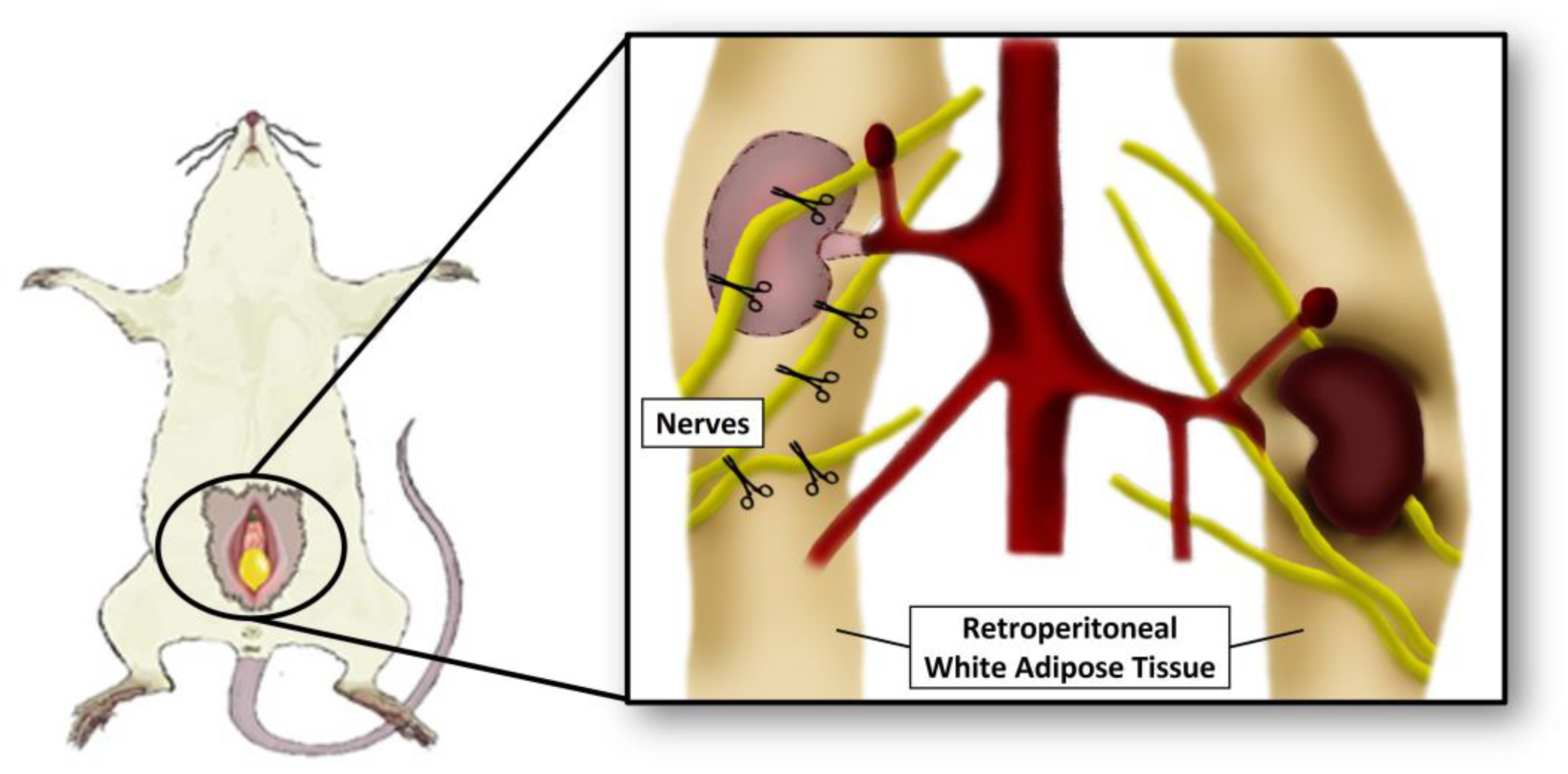 Nutrients 15 03574 g002 Nutrients 15 03574 g002