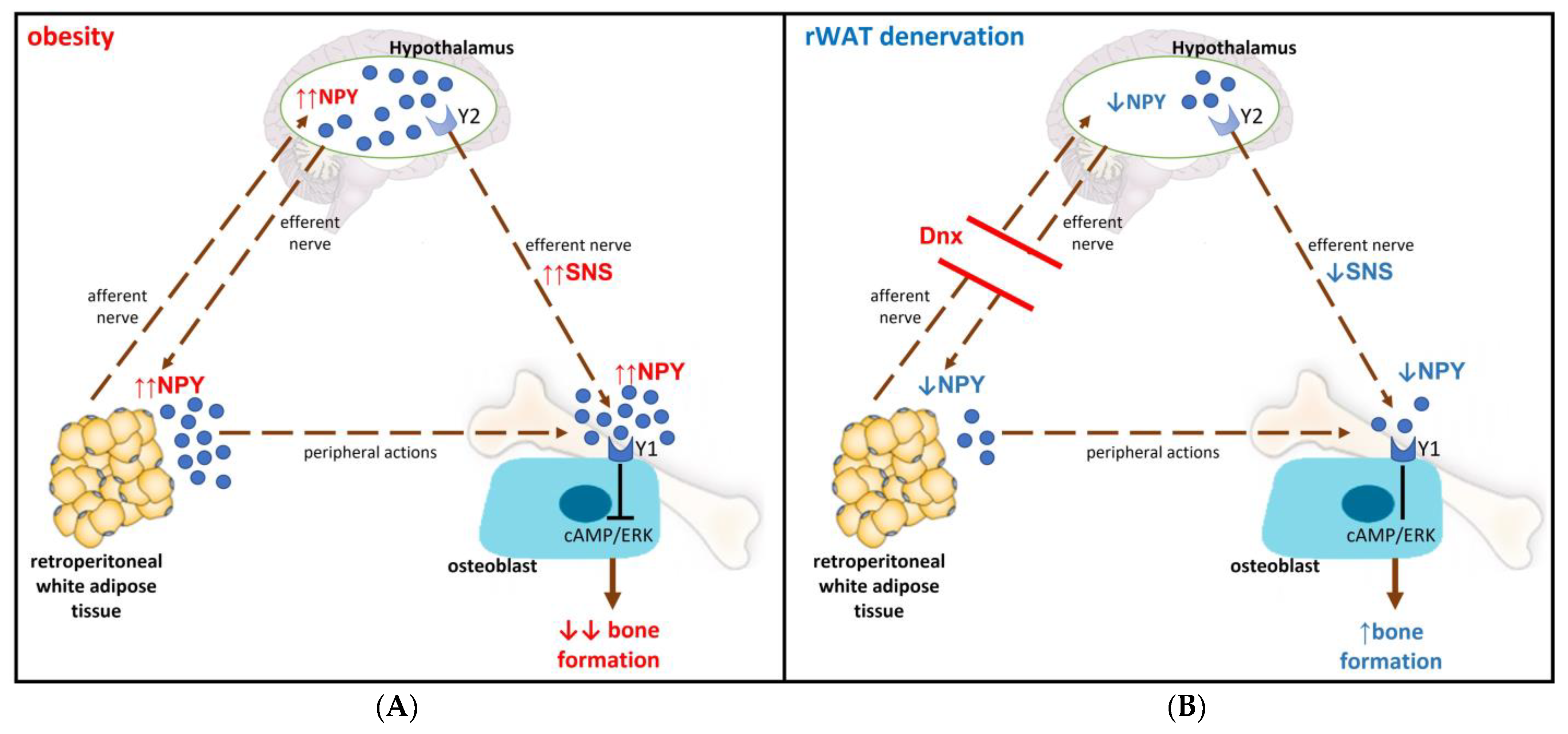 Nutrients 15 03574 g009 Nutrients 15 03574 g009