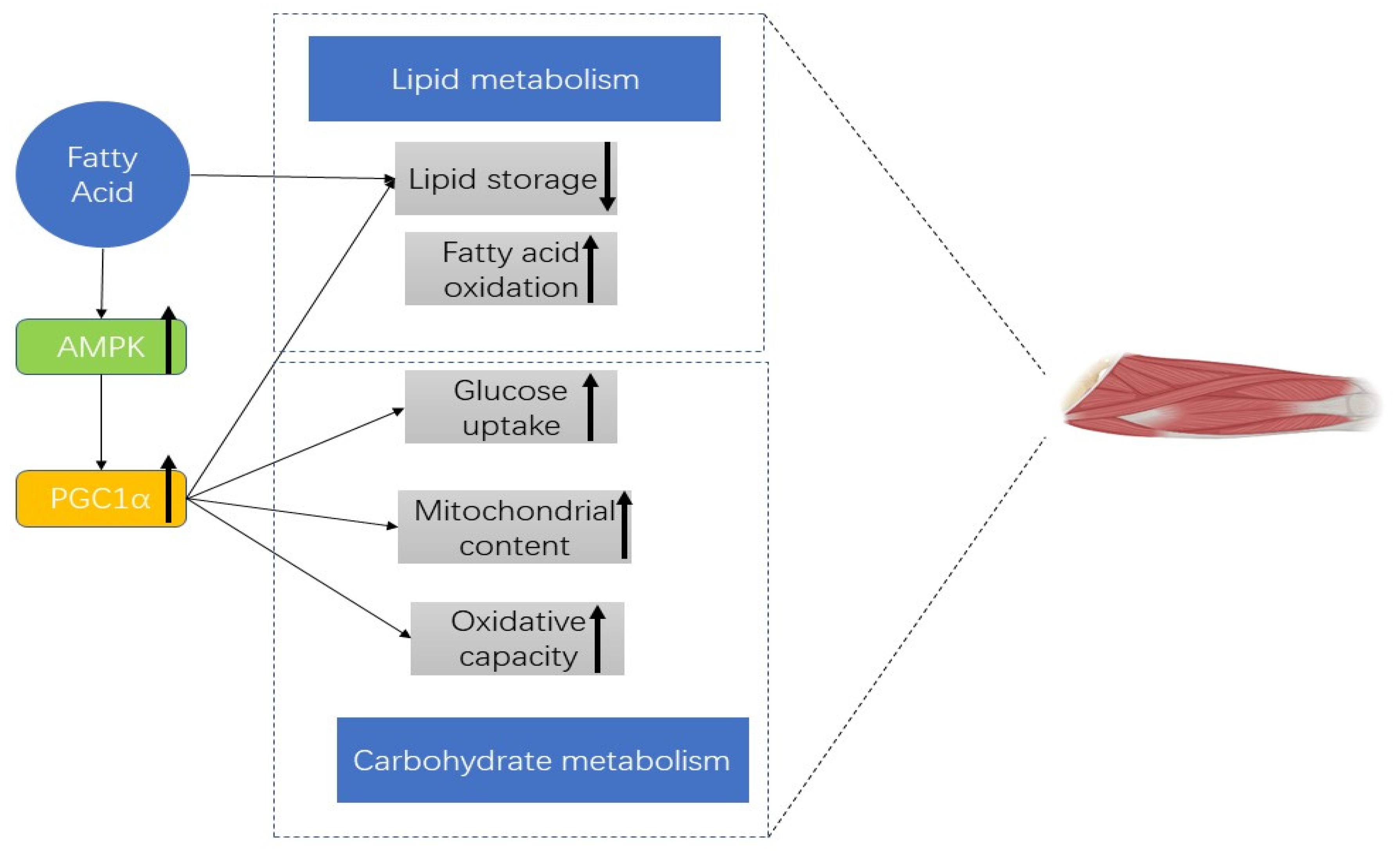 Nutrients 15 03613 g002
