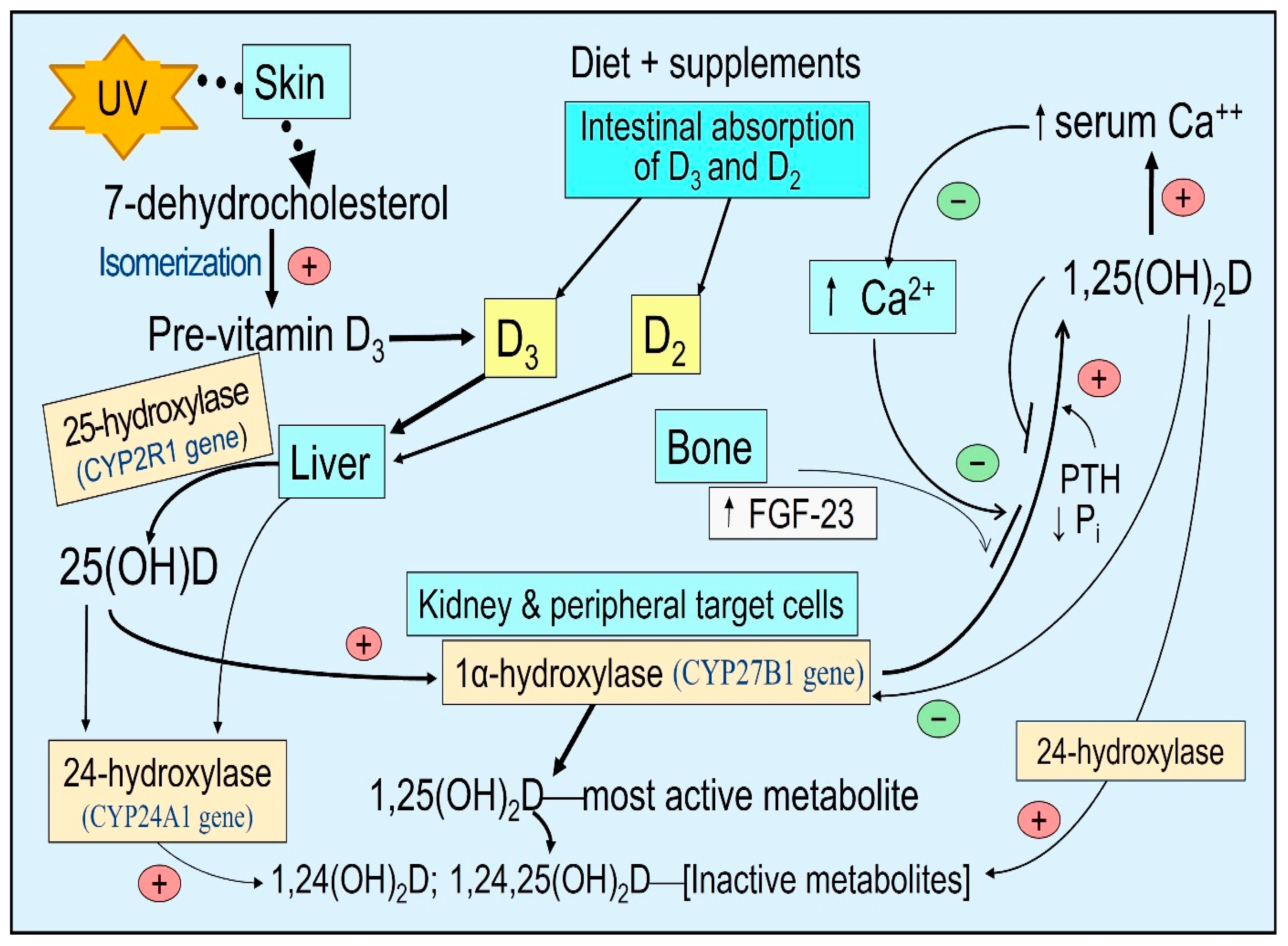 Nutrients 15 03623 g001