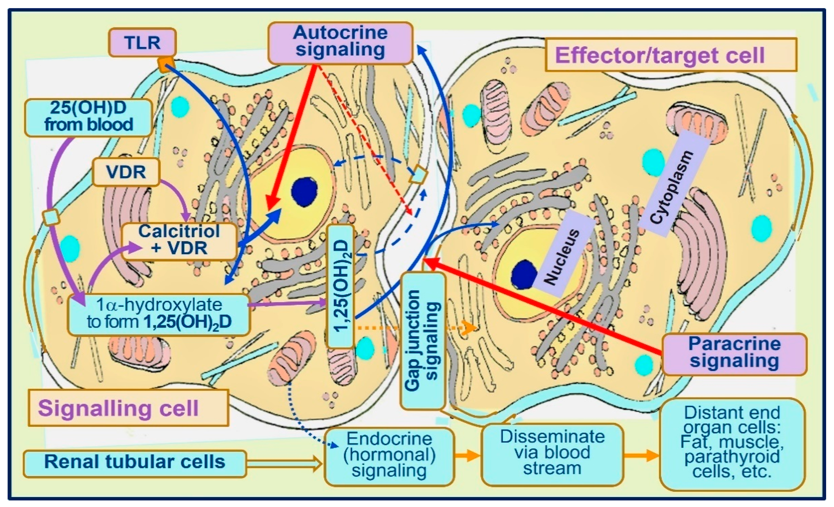 Nutrients 15 03623 g004