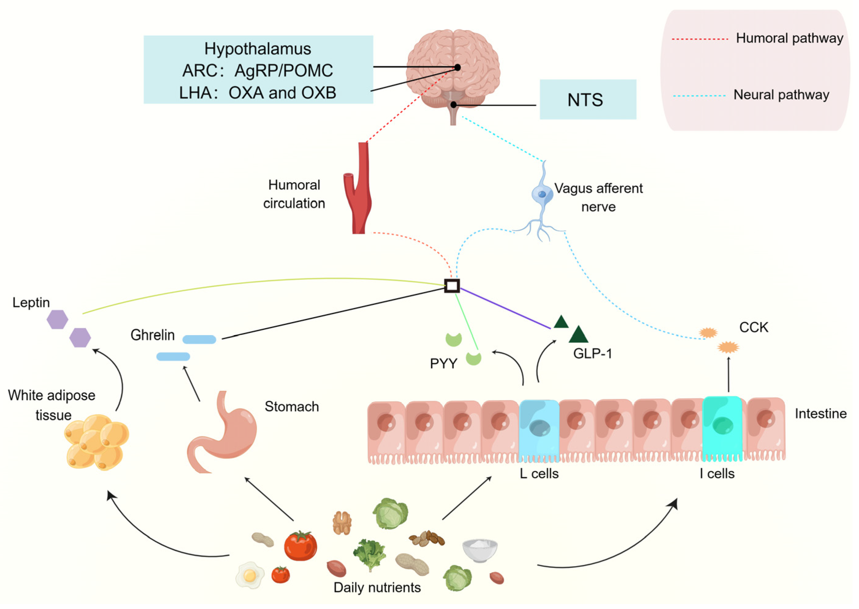 Nutrients 15 03728 g003 Nutrients 15 03728 g003