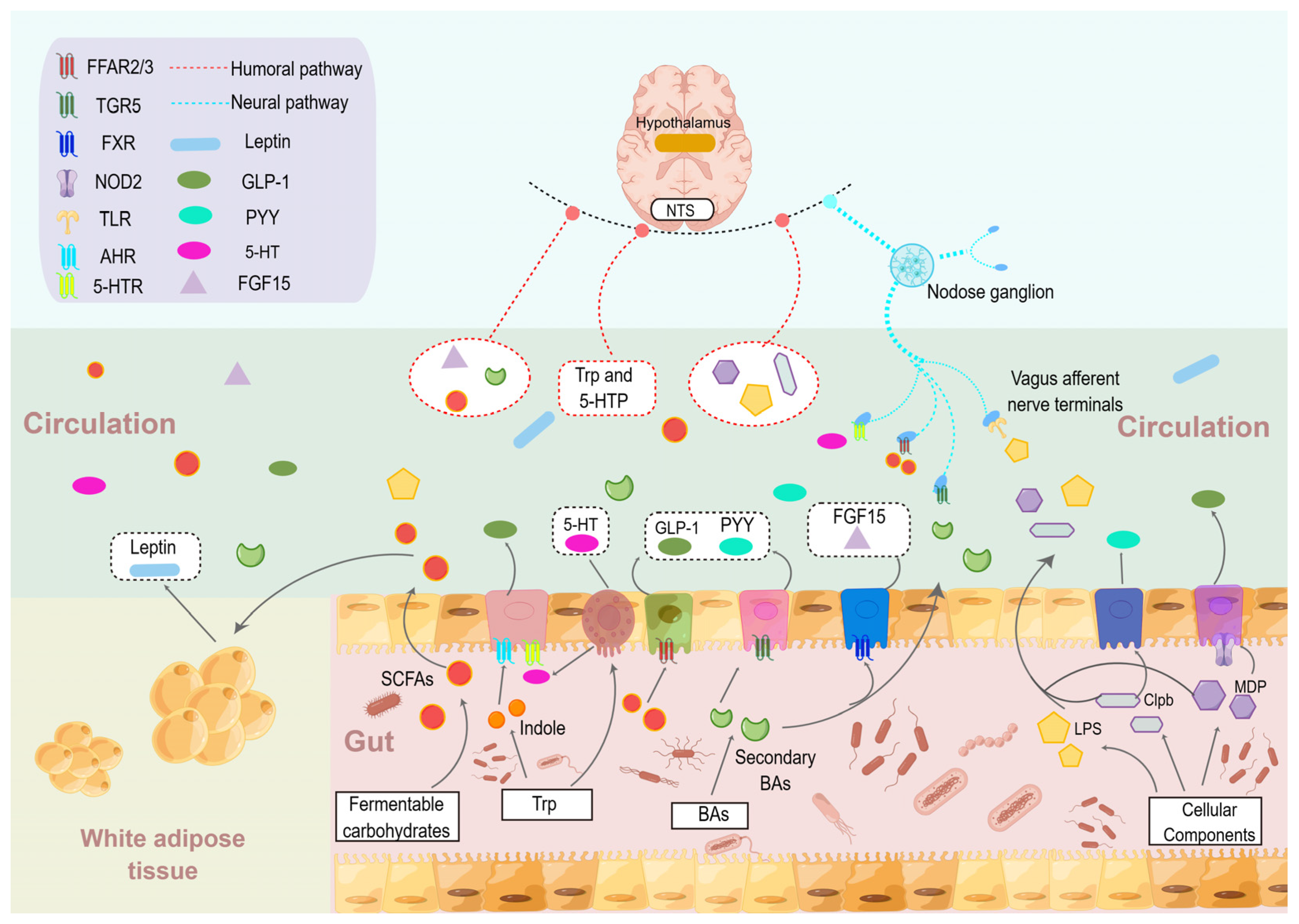 Nutrients 15 03728 g004 Nutrients 15 03728 g004